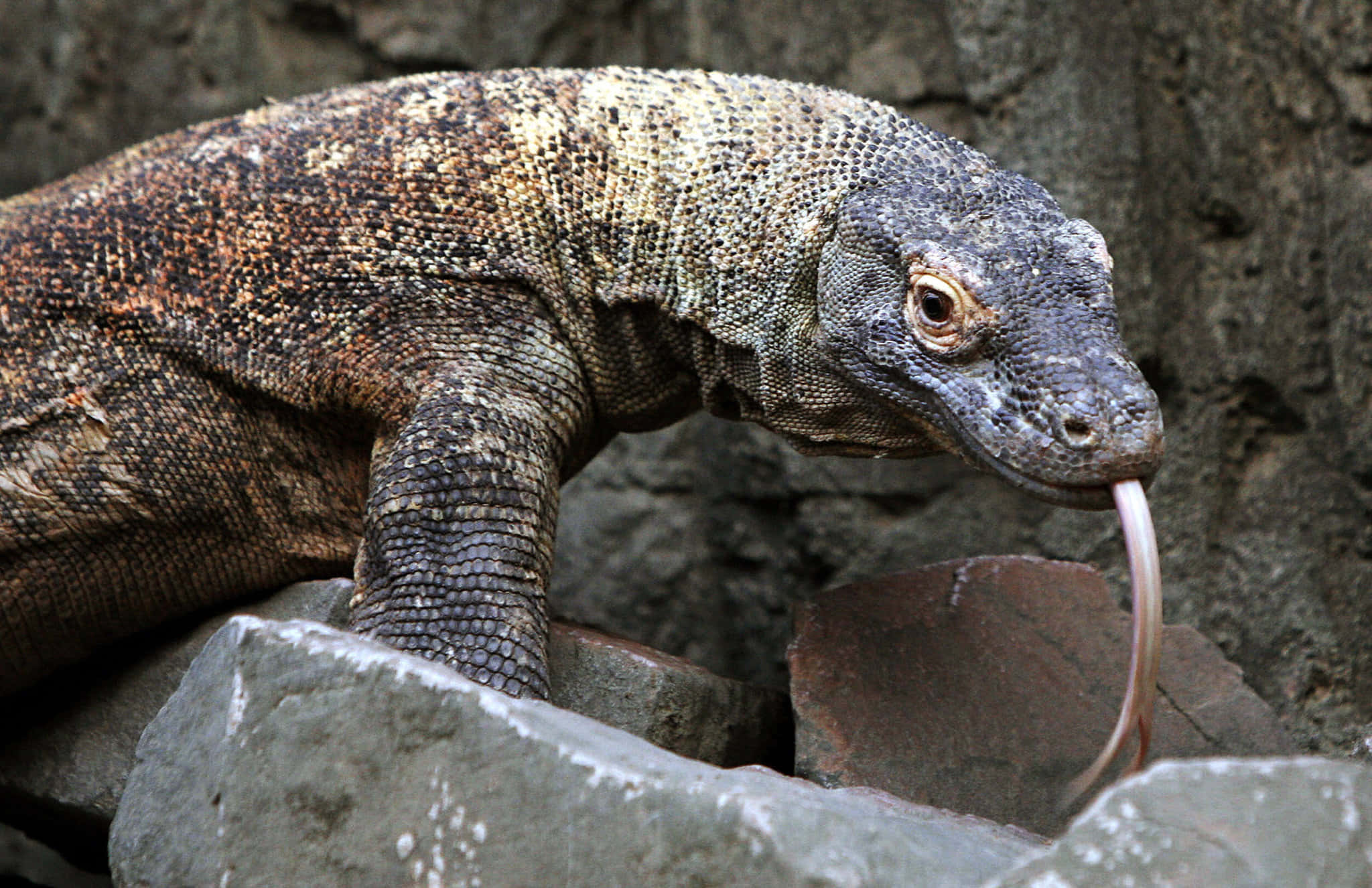 Komodo Dragon, pink tongue, textured brown and gray scales, Full HD Desktop Wallpaper
