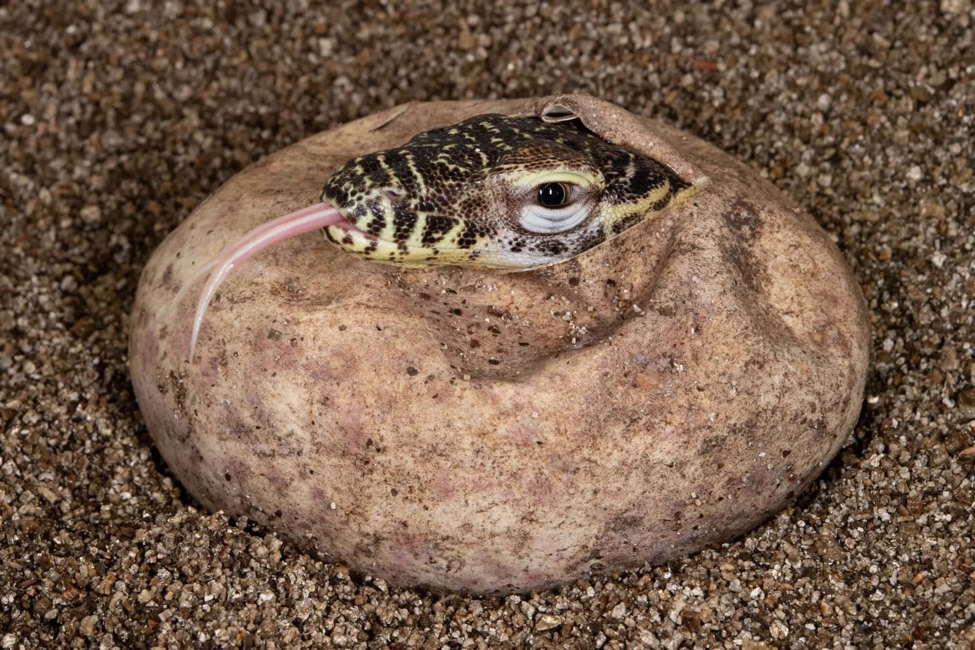 Komodo Dragon, hatching egg, spotted head, Full HD Desktop Wallpaper
