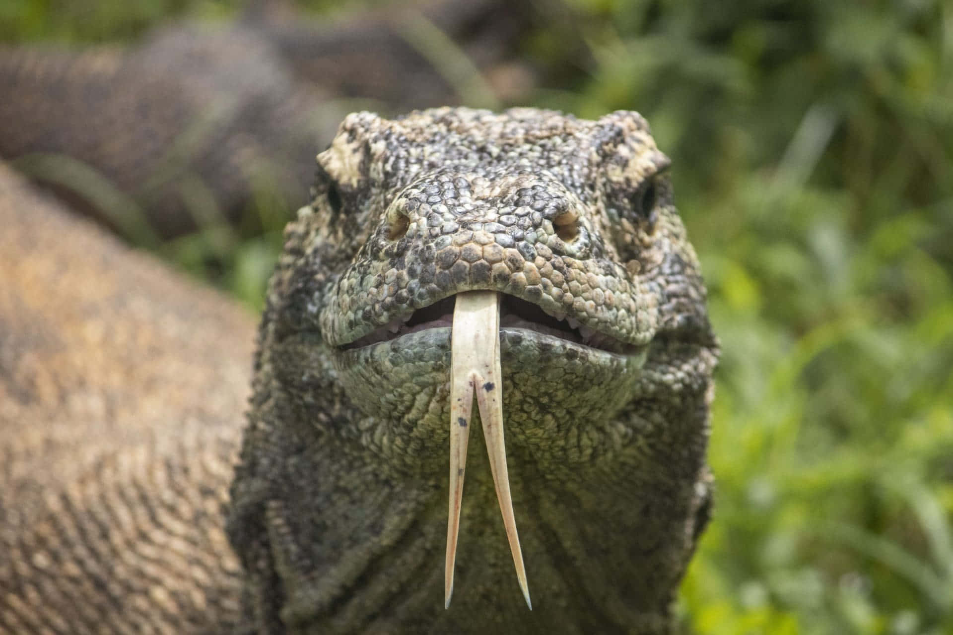 Komodo Dragon, ivory-colored teeth, alert eyes, Full HD Desktop Wallpaper