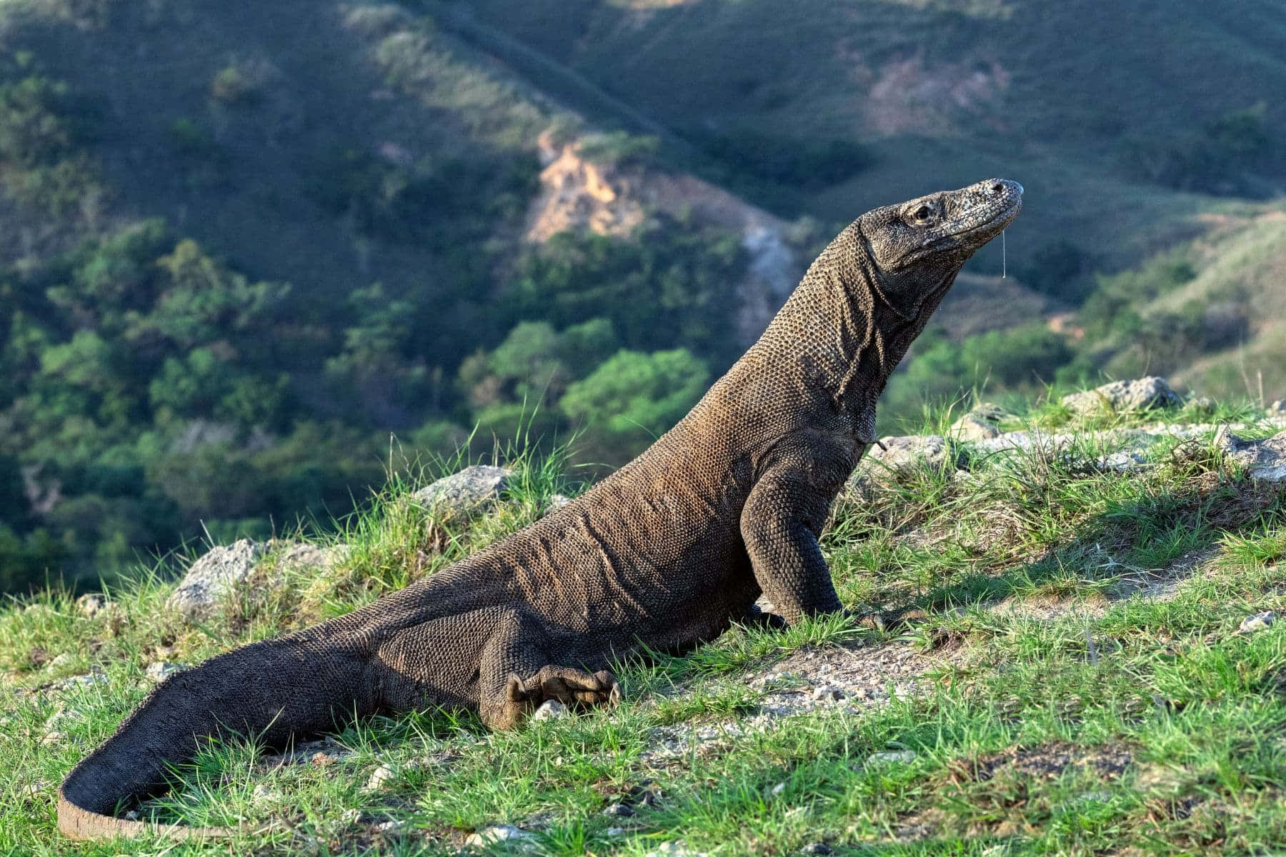 Komodo Dragon, grassy hillside, lush green mountainous backdrop, HD Desktop Wallpaper