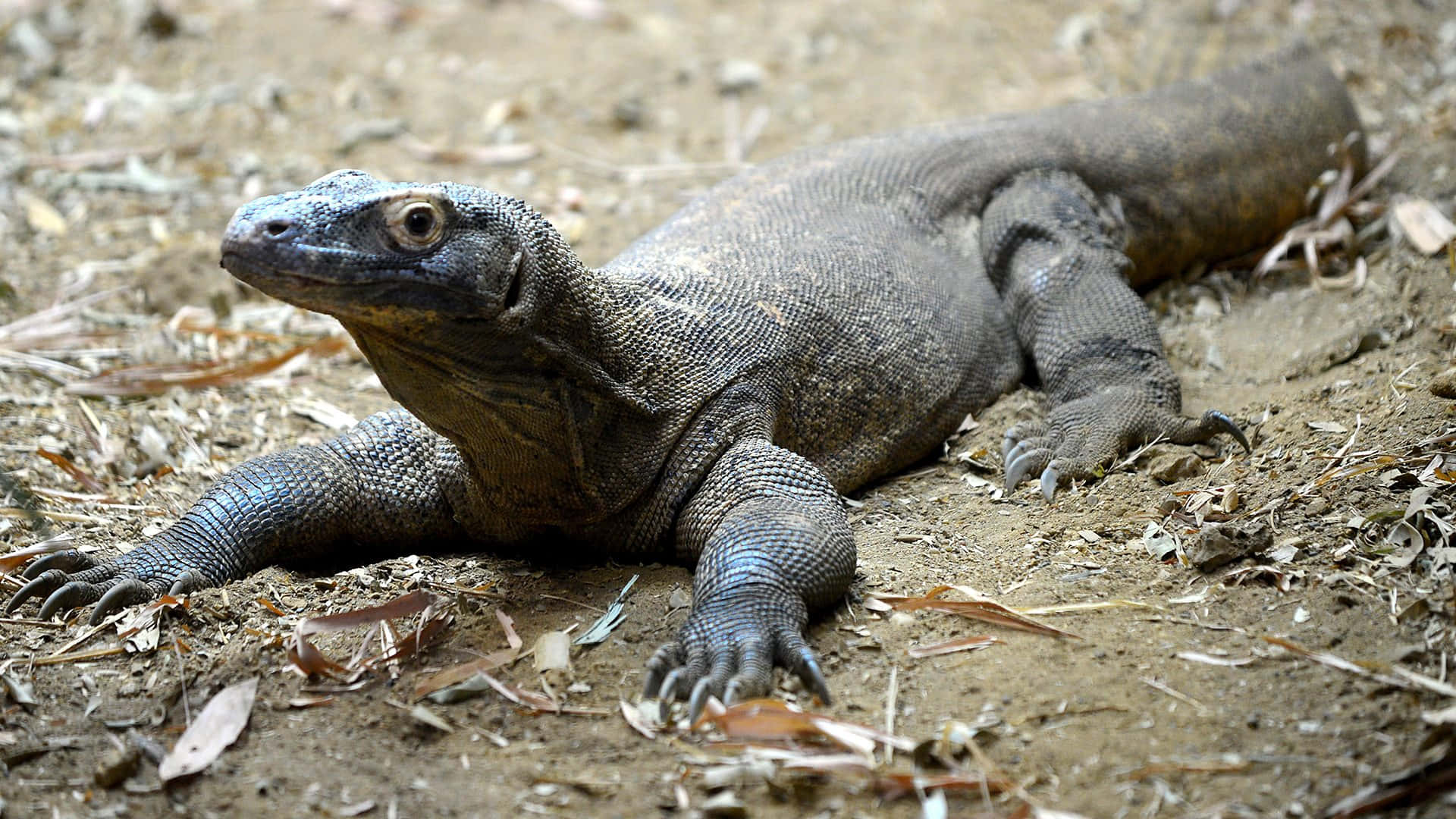 Komodo Dragon, dry earth, fallen leaves, Full HD Desktop Wallpaper