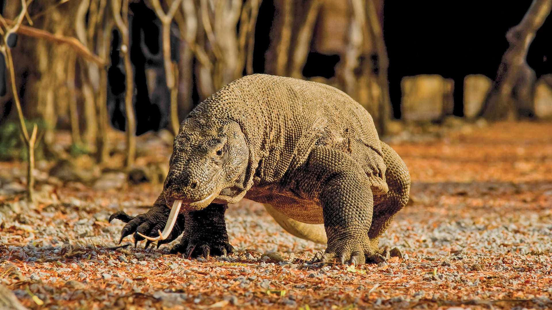 Komodo Dragon, natural habitat, sunlit forest floor, Full HD Desktop Wallpaper