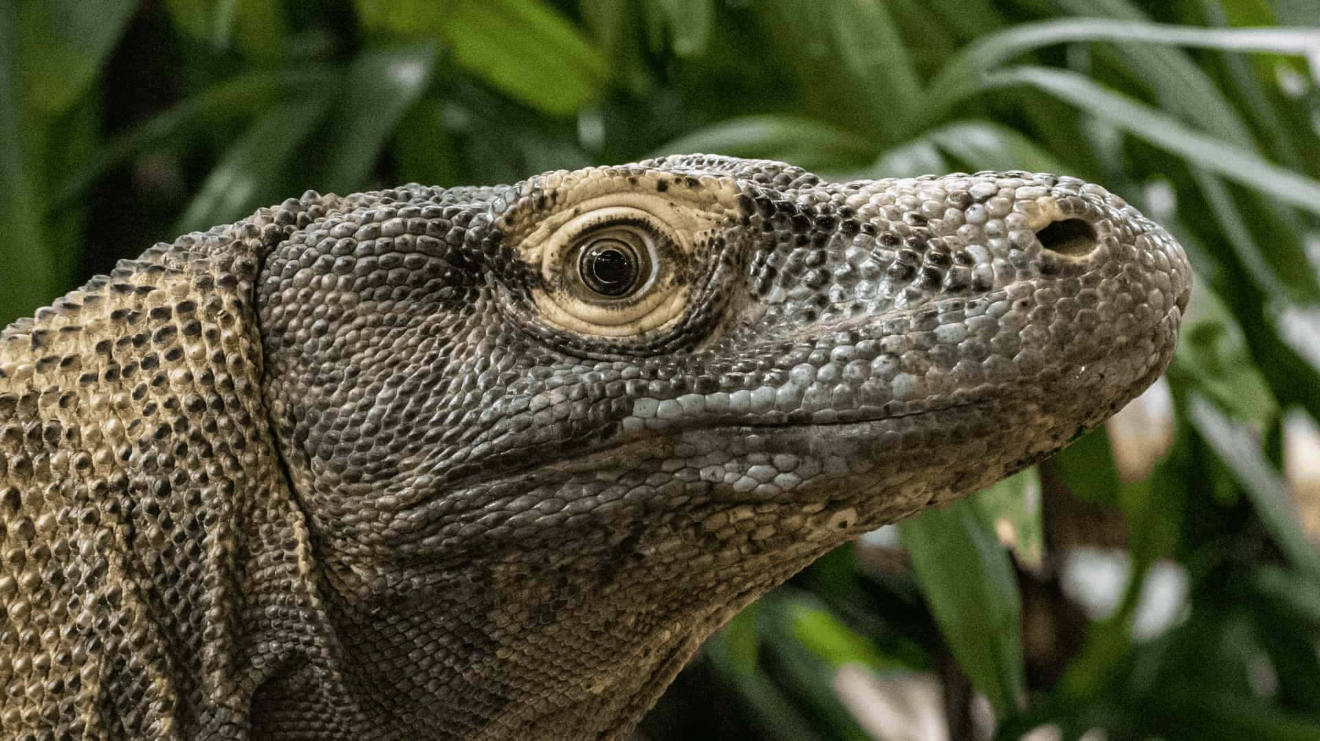 Komodo dragon, textured head, piercing eye, Full HD Desktop Wallpaper