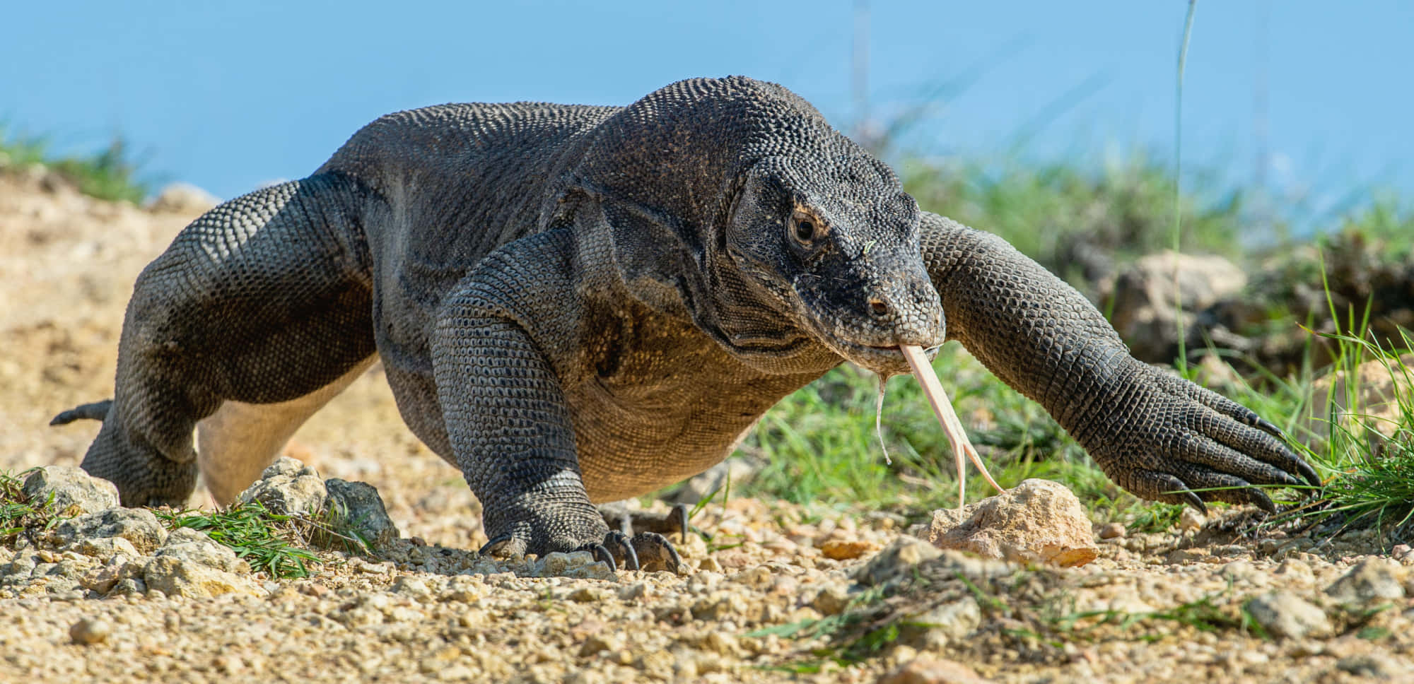 Komodo Dragon, textured gray scales, pink tongue, Full HD Desktop Wallpaper