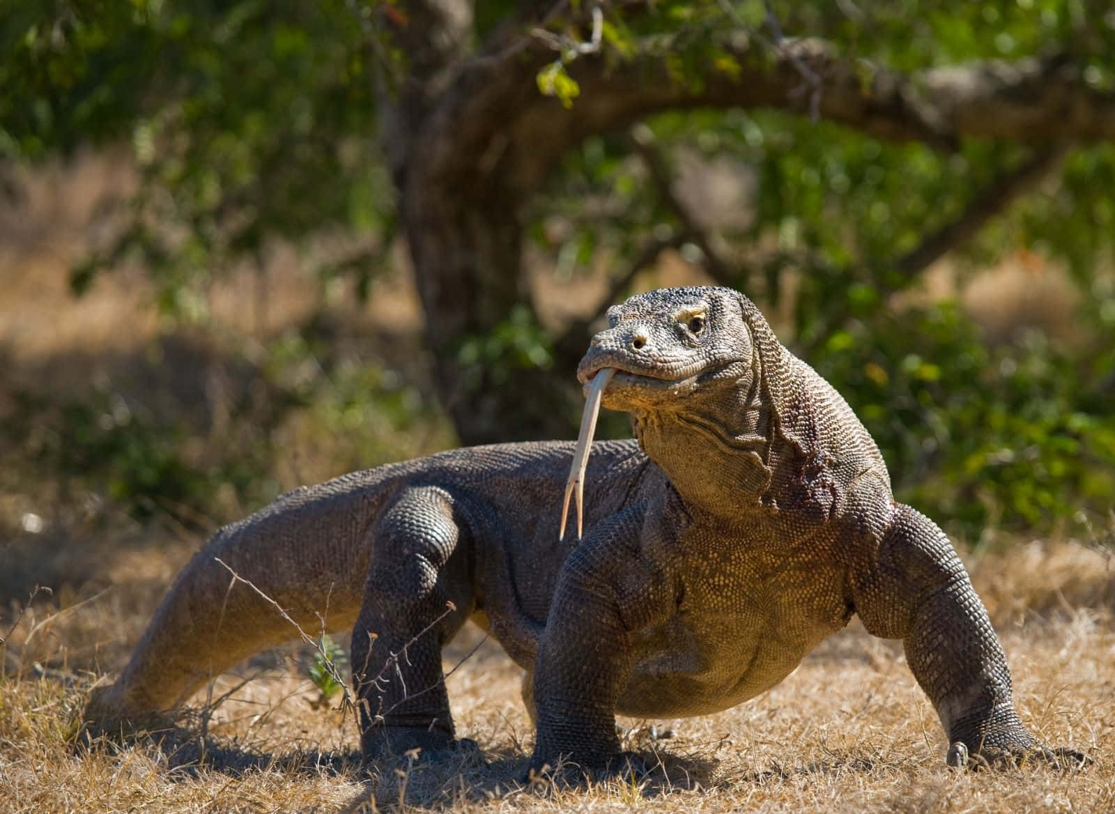 Komodo dragon, forked tongue, dry grass, HD Desktop Wallpaper