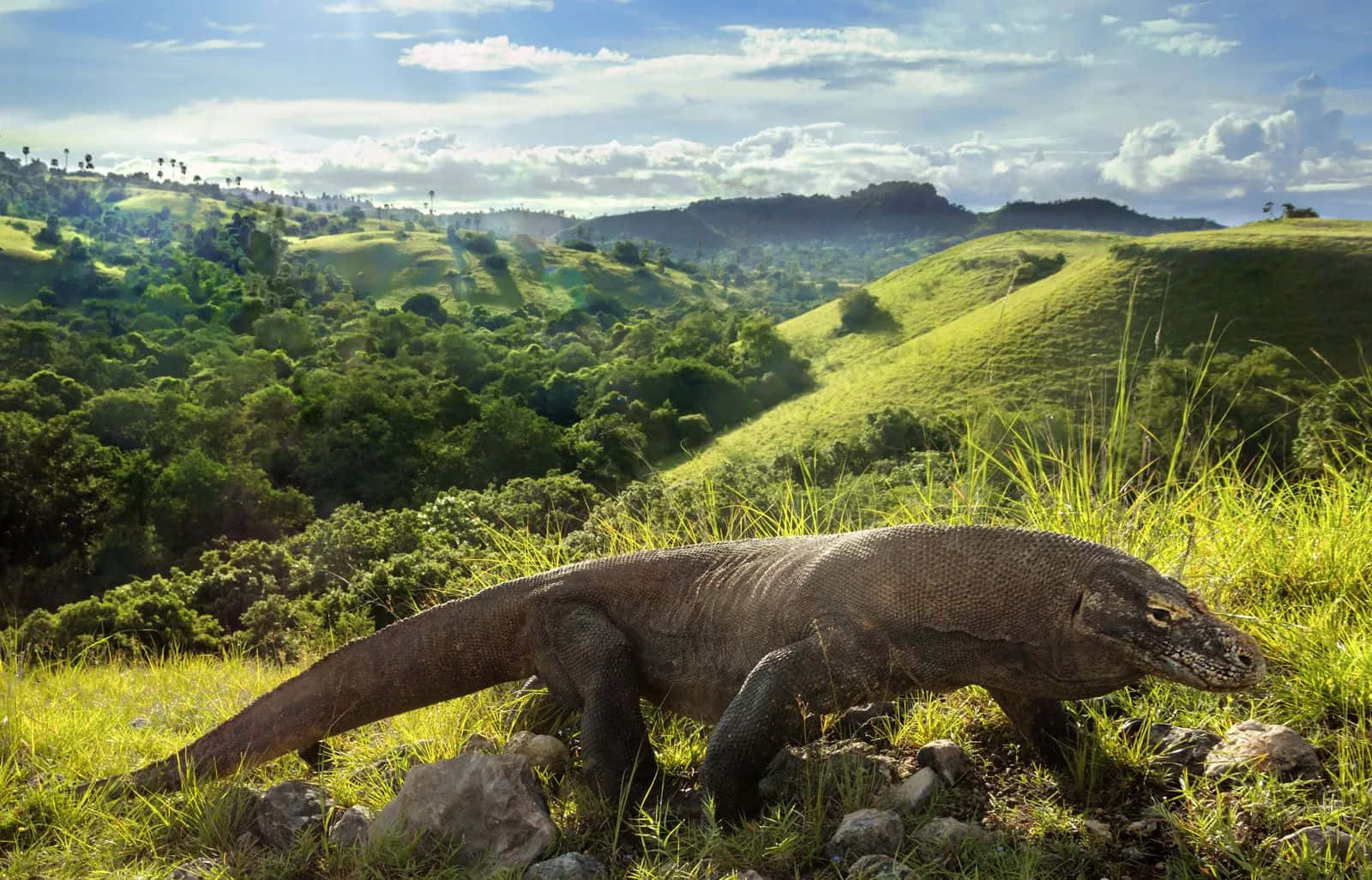 Komodo Dragon, natural habitat, sunlit grassy hills, HD Desktop Wallpaper
