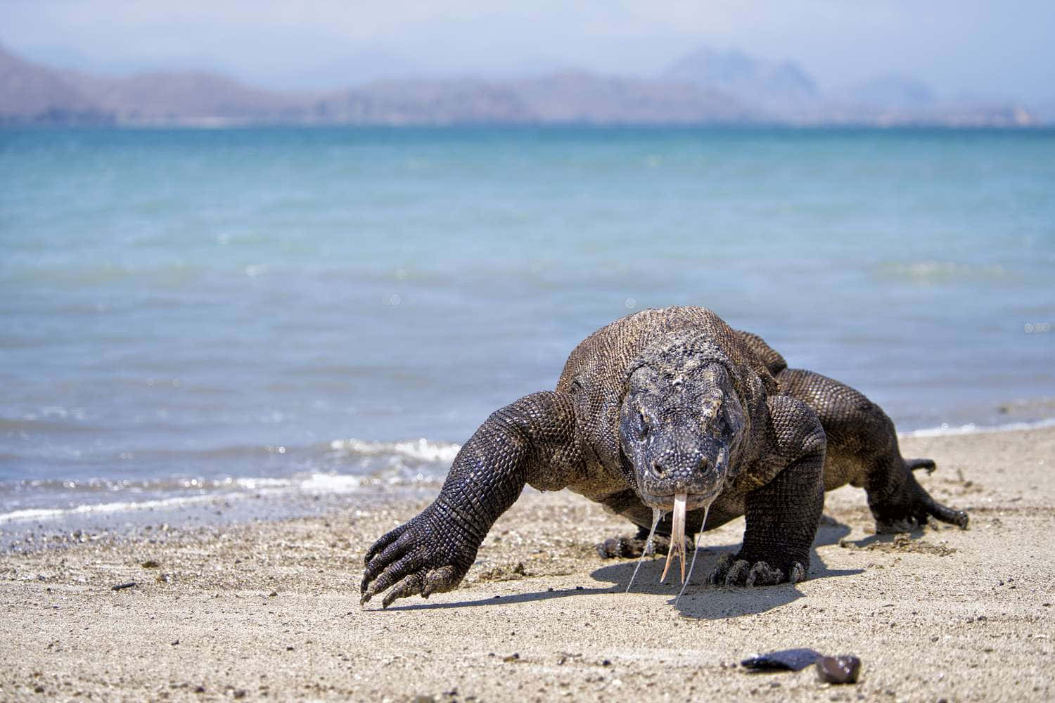 Komodo Dragon, beach, sunlit, HD Desktop Wallpaper