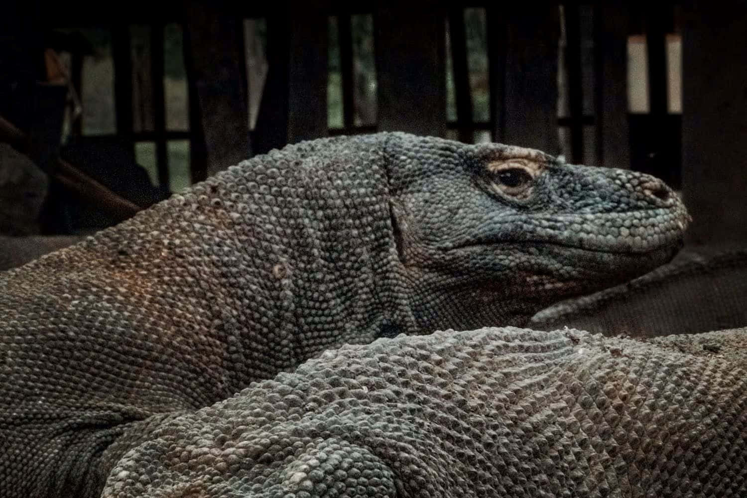 Komodo dragon, textured grayish-brown scales, intense eye, HD Desktop Wallpaper