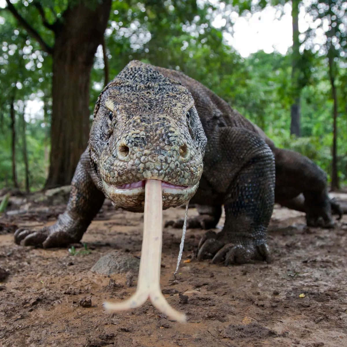 Komodo Dragon, forked tongue, lush green forest, SD Desktop Wallpaper