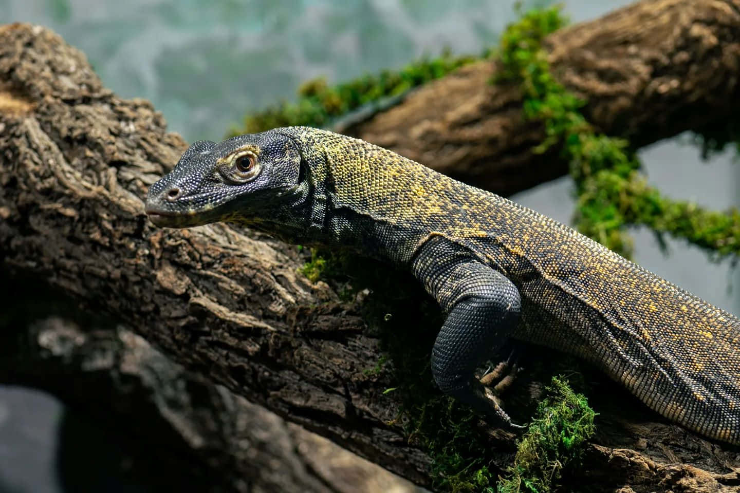 Komodo Dragon, mossy tree branch, dark scales, HD Desktop Wallpaper