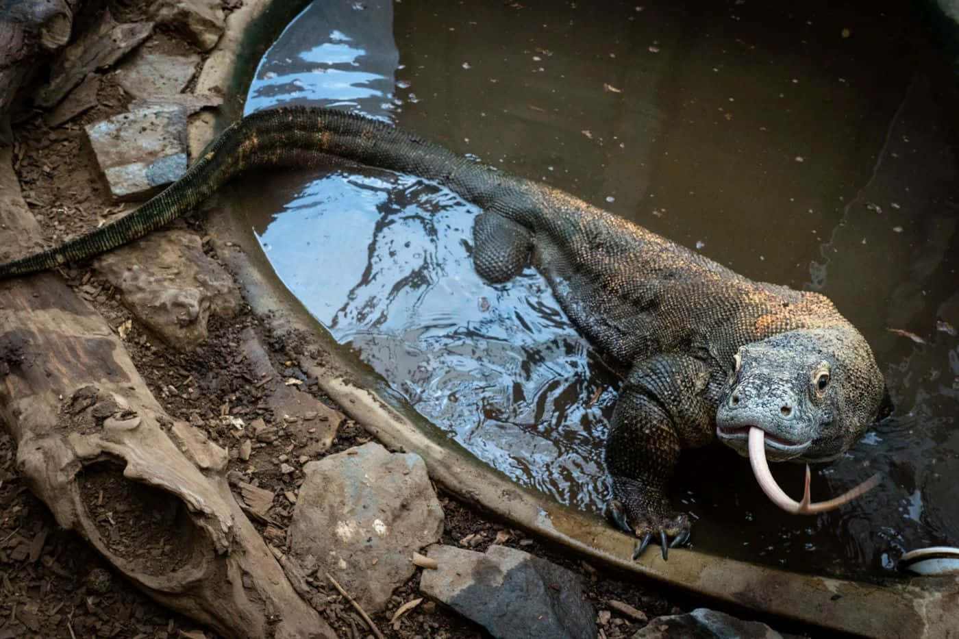 Komodo Dragon, water basin, shallow pool, HD Desktop Wallpaper
