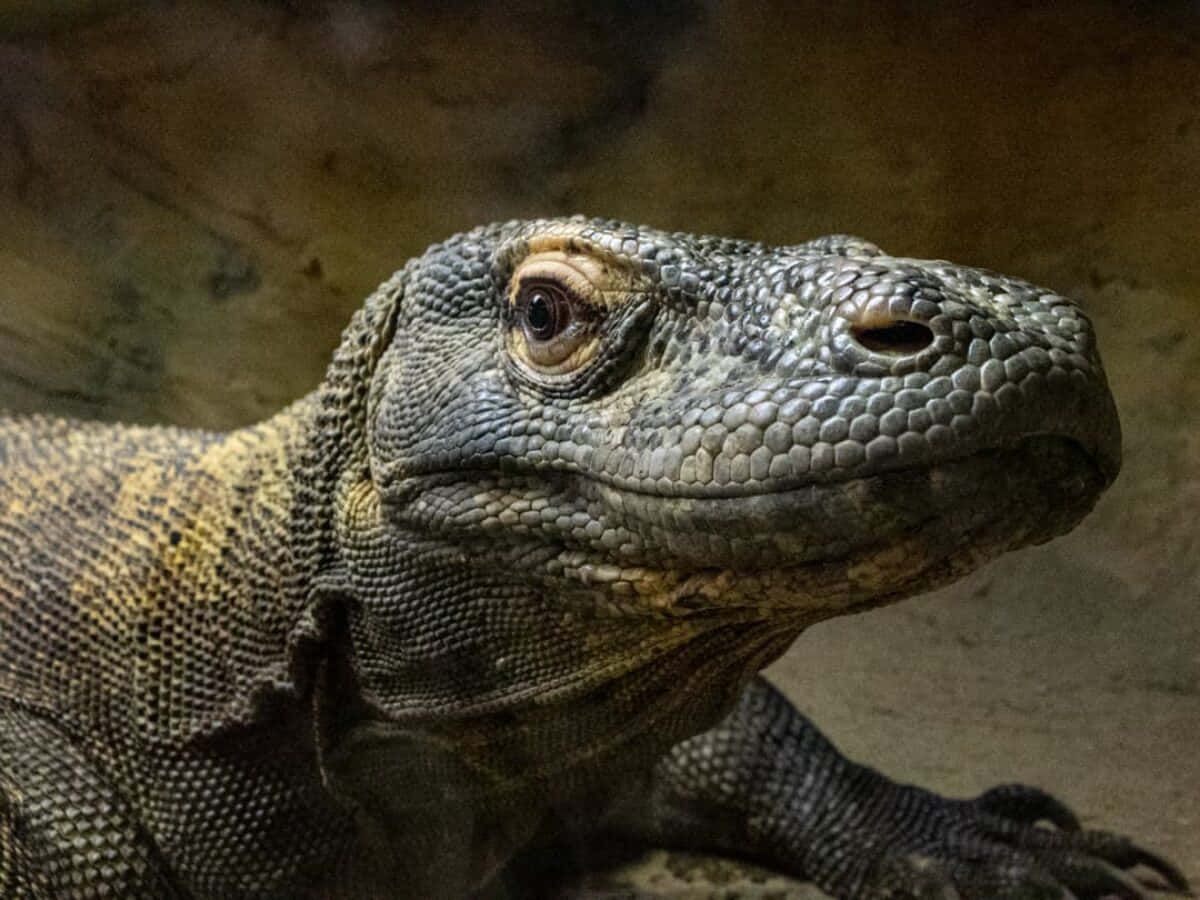 Komodo dragon, textured head, neck, SD Desktop Wallpaper