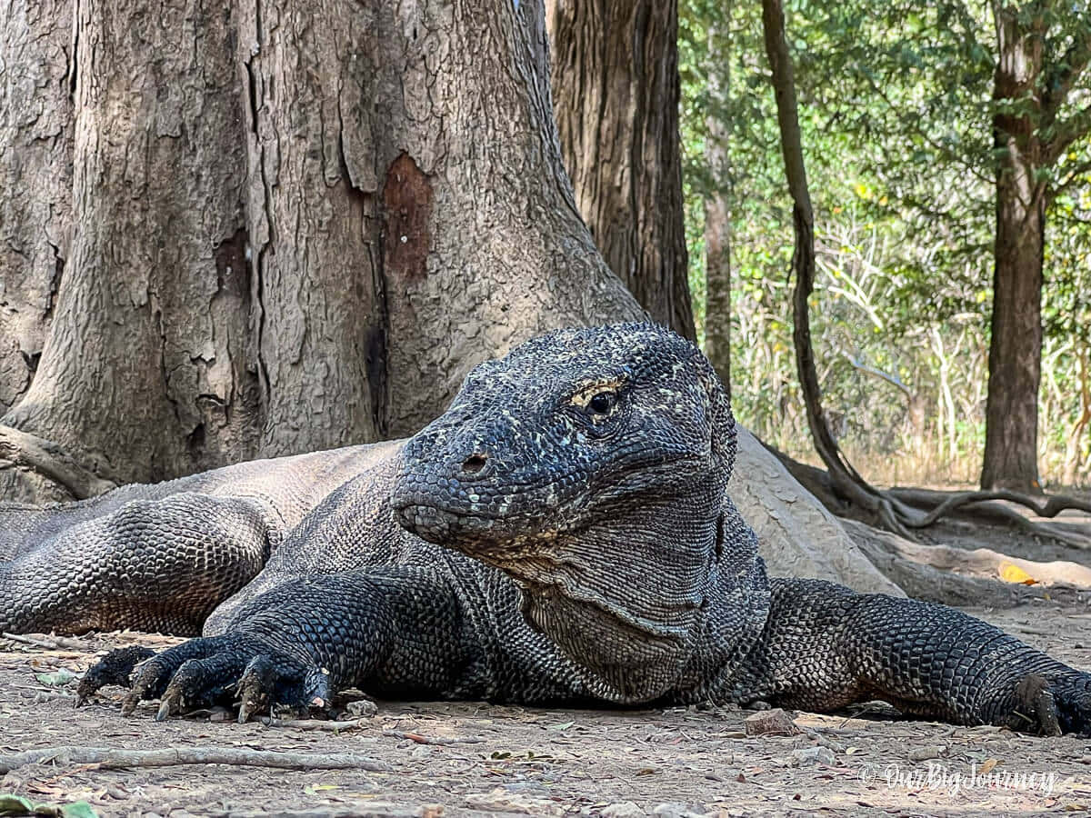 Komodo Dragon, giant tree, sunlit forest, SD Desktop Wallpaper
