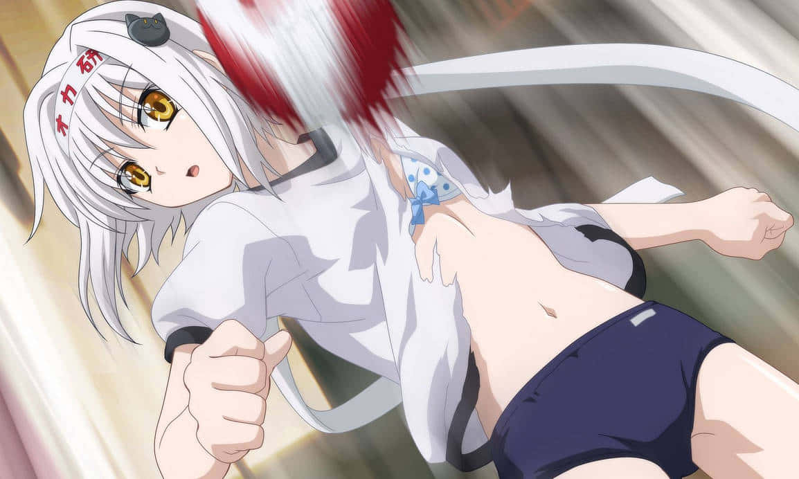 Koneko Toujou, white-haired, golden eyes, SD Desktop Wallpaper