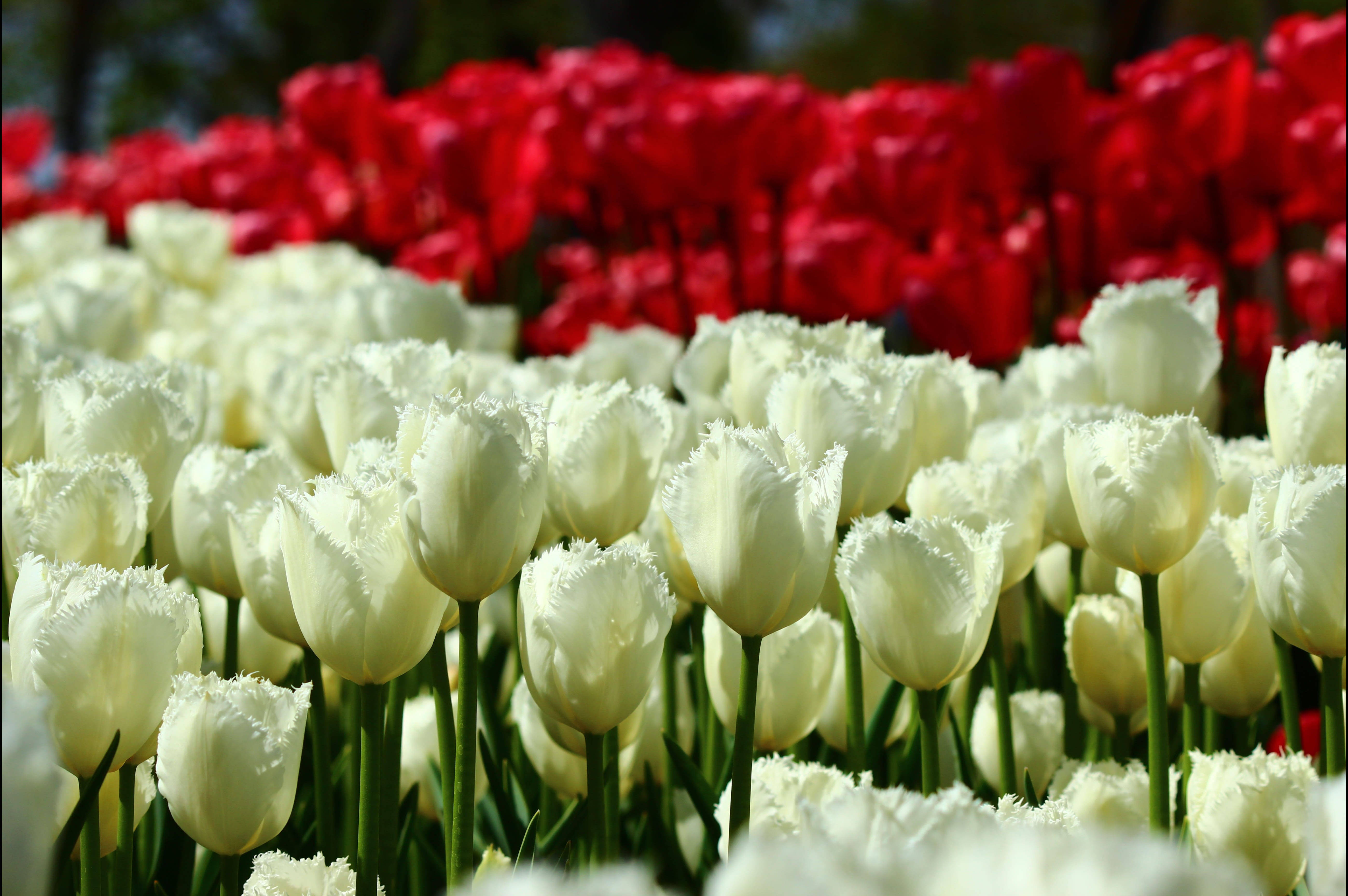 Konya, red tulips, white tulips, 5K Desktop Wallpaper