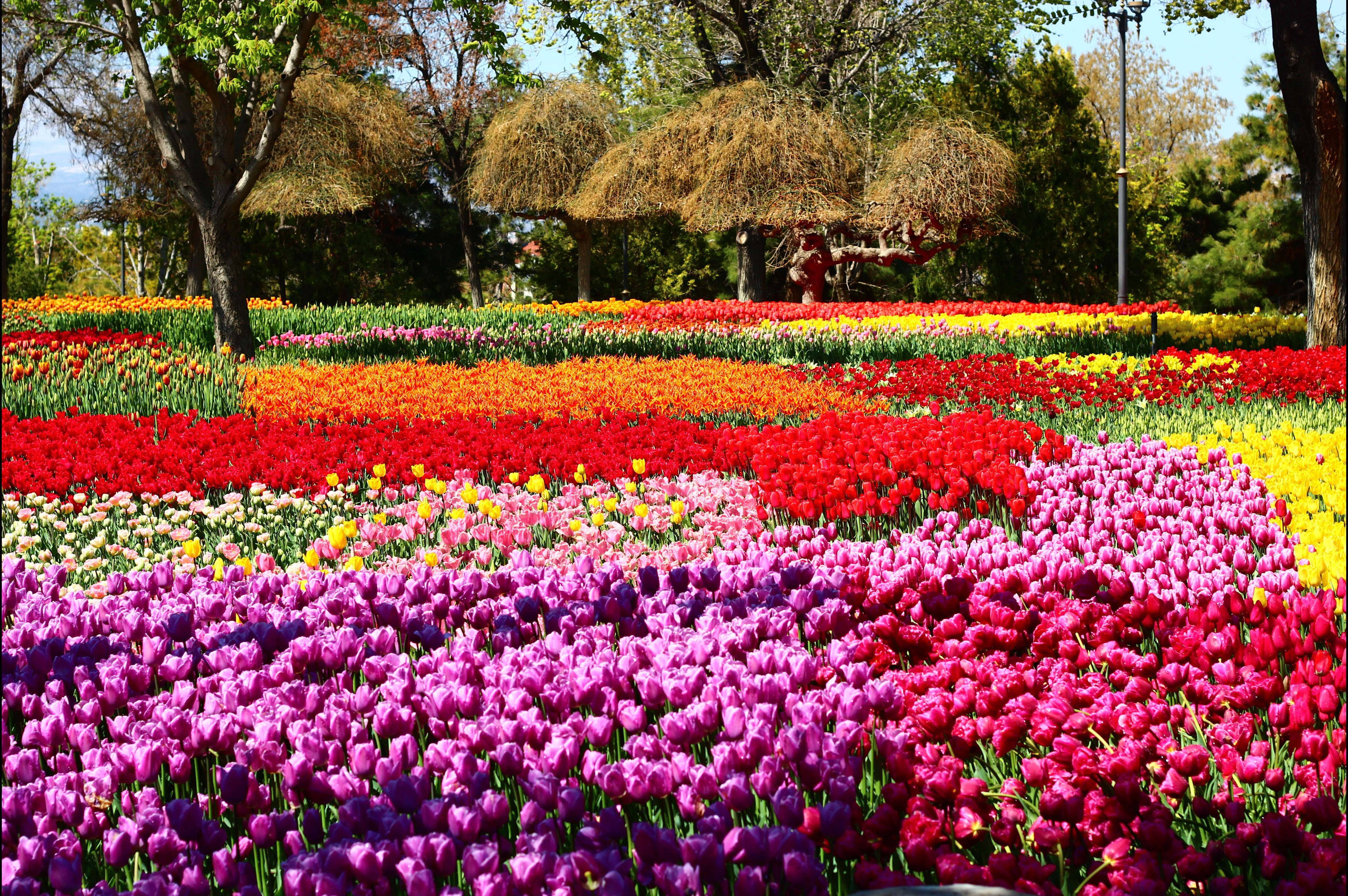 Konya, tulip garden, red orange pink and yellow, 5K Desktop Wallpaper