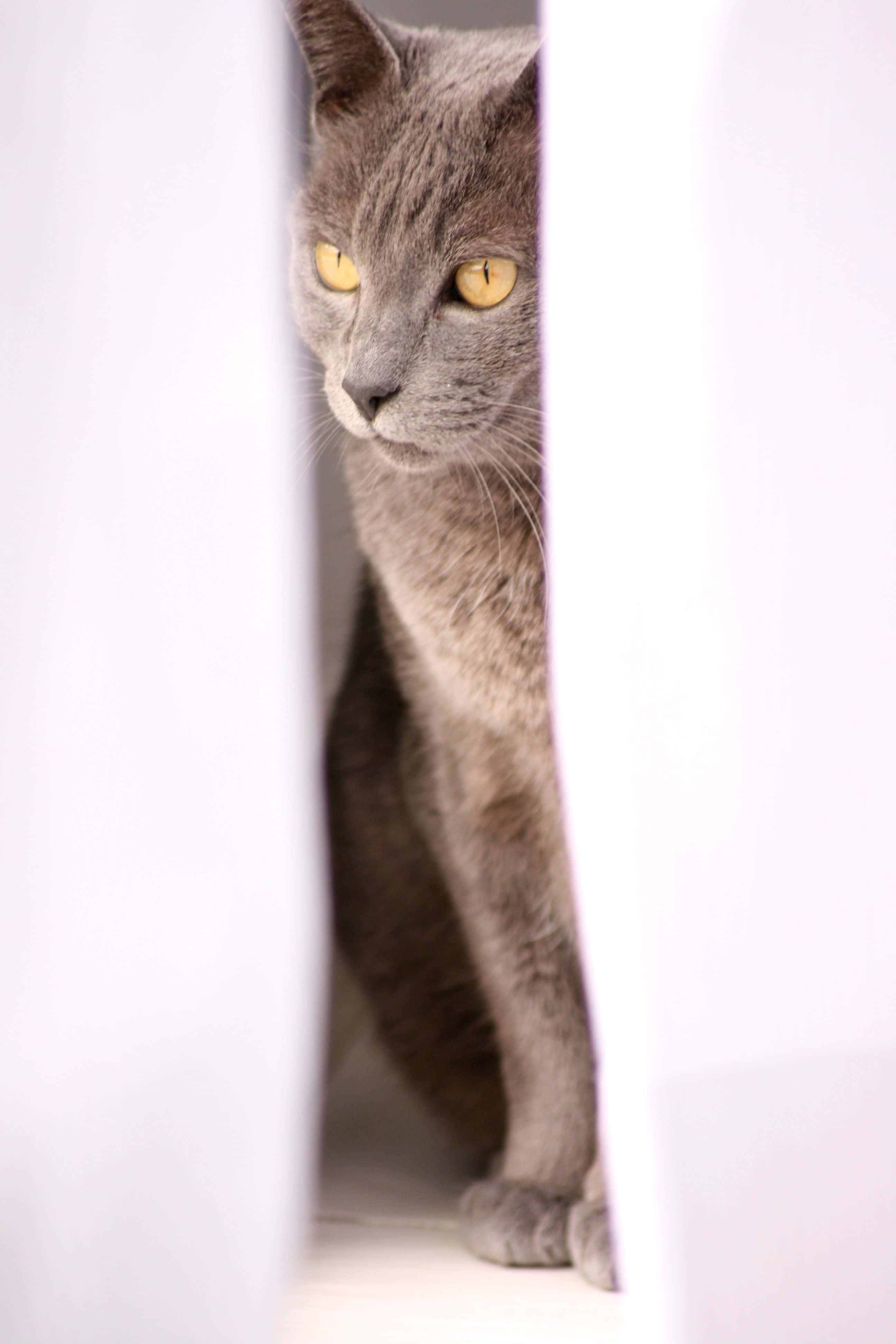 Korat, gray cat, yellow eyes, 4K Phone Wallpaper