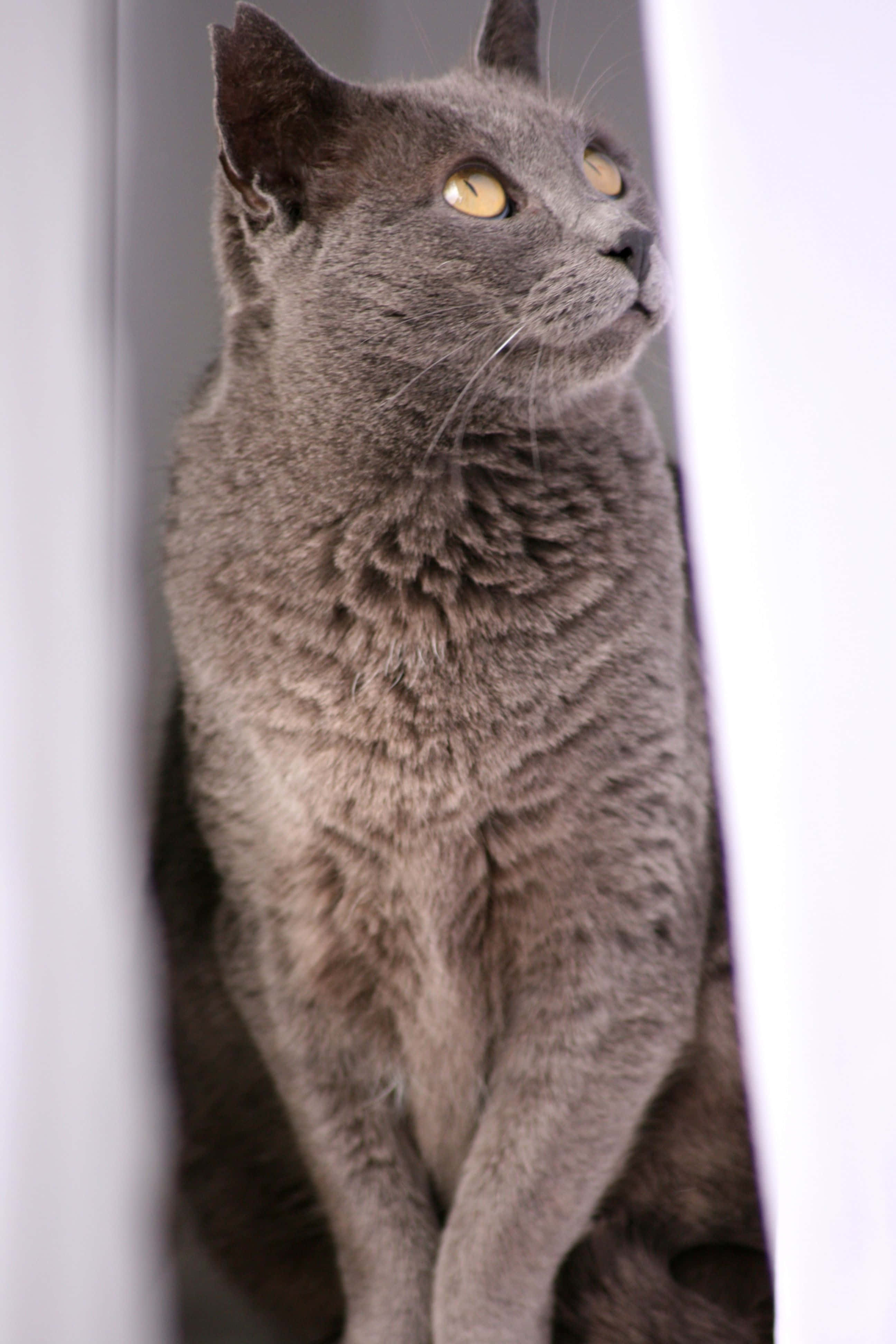 Korat, gray cat, yellow eyes, 4K Phone Wallpaper