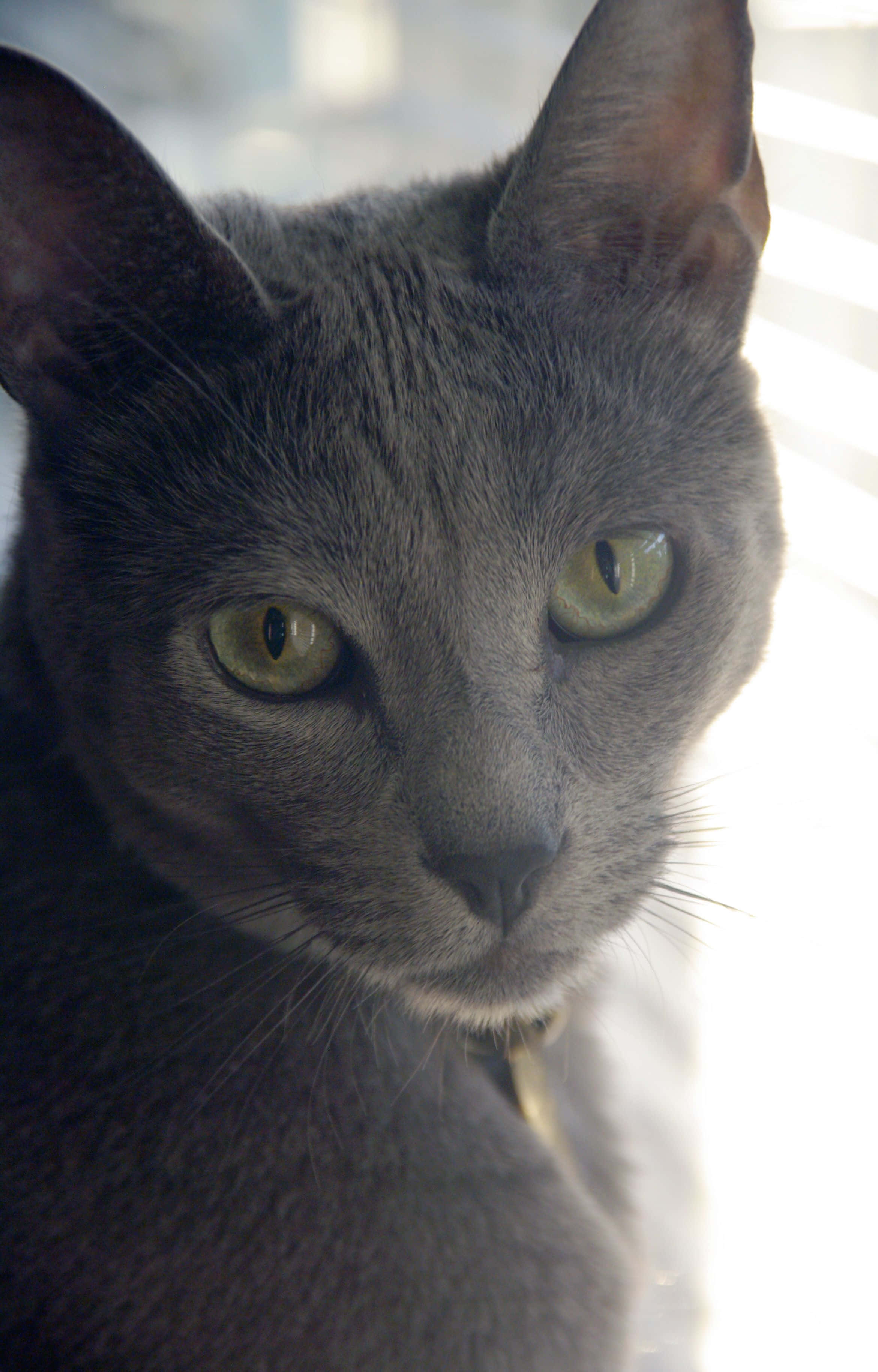 Korat, gray cat, green eyes, 2K Phone Wallpaper