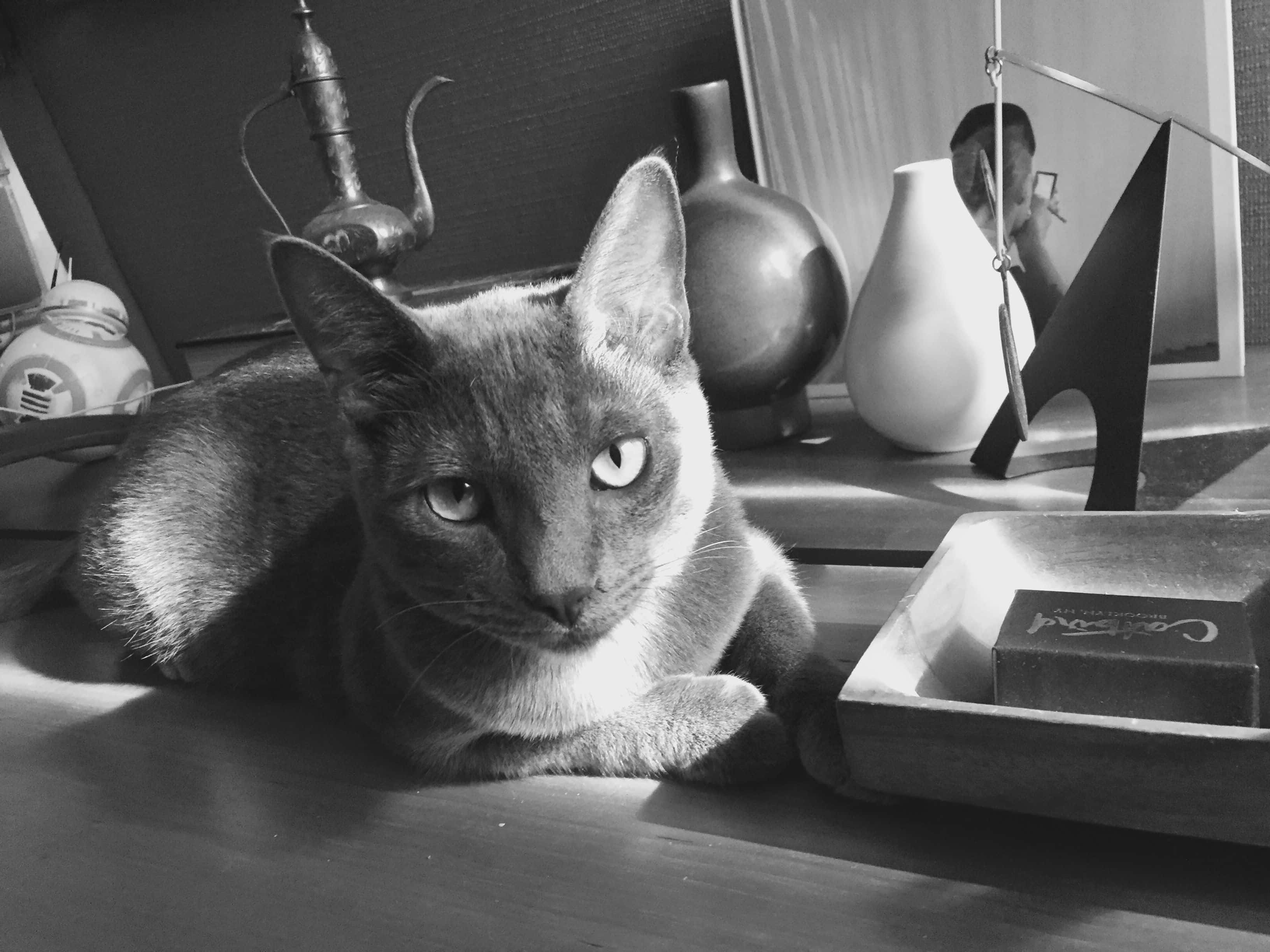 Korat, monochrome light, wooden surface, 2K Desktop Wallpaper