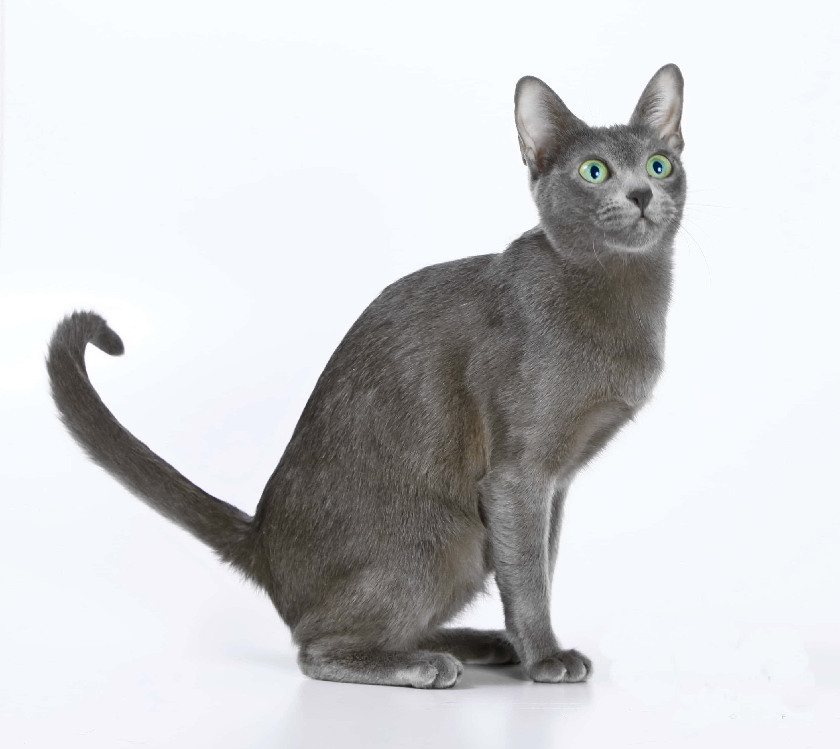 Korat, gray cat, green eyes, 2K Desktop Wallpaper