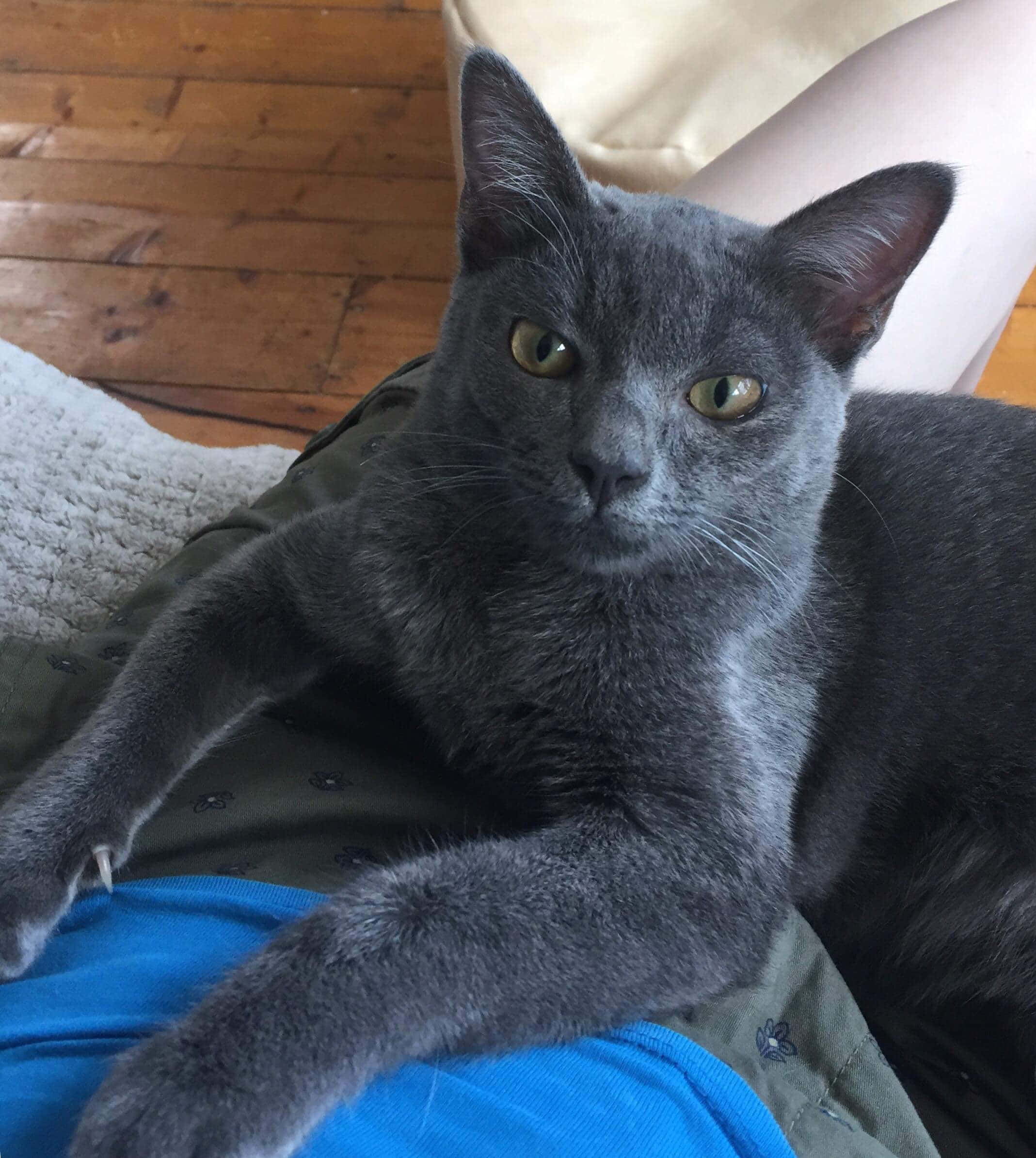 Korat, gray cat, yellow eyes, Full HD Phone Wallpaper