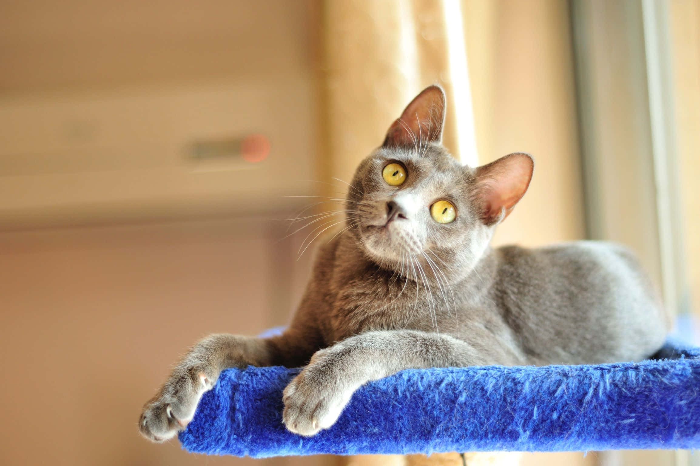Korat, gray cat, bright yellow eyes, Full HD Desktop Wallpaper