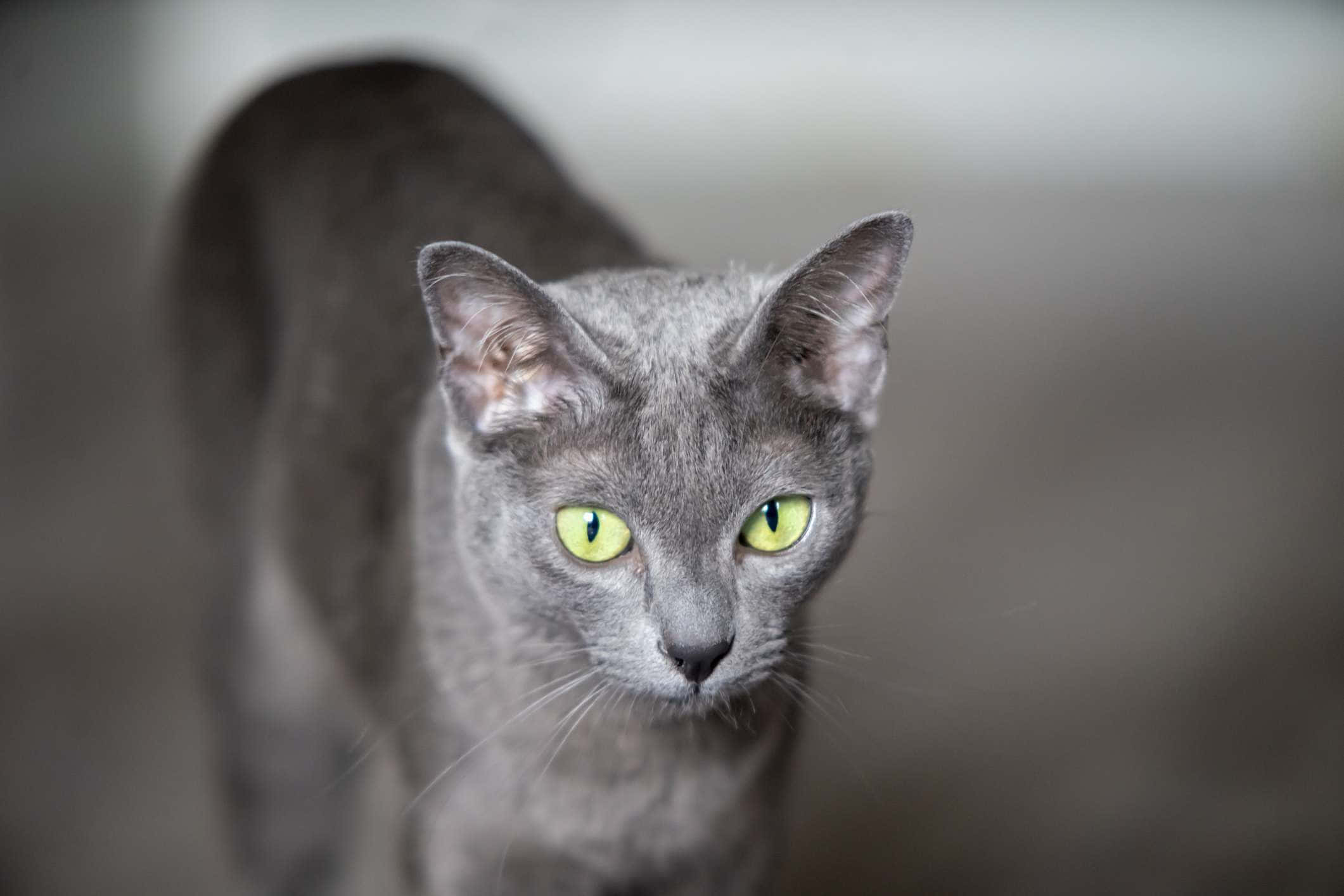 Korat, gray cat, green eyes, Full HD Desktop Wallpaper