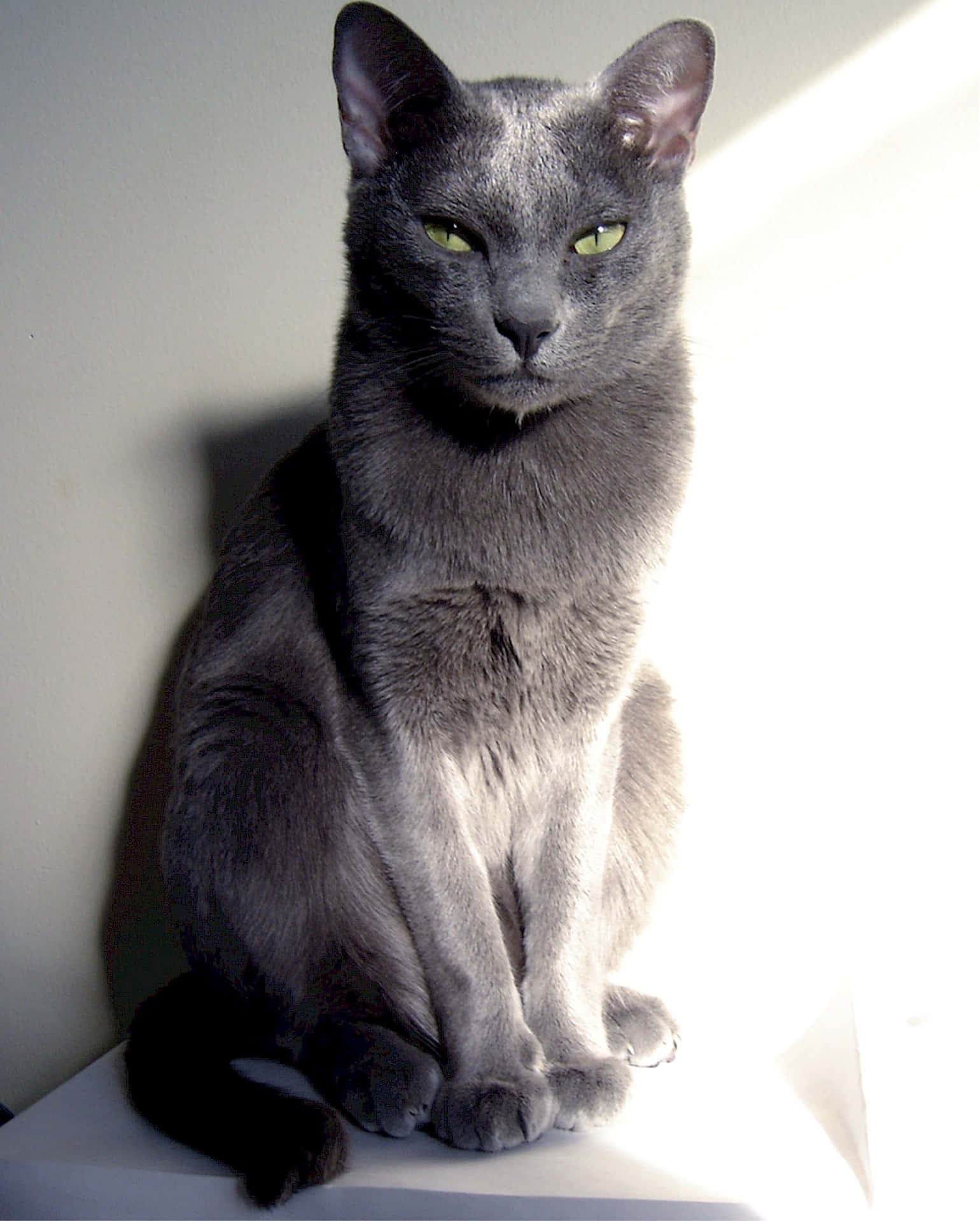 Korat, gray cat, green eyes, Full HD Phone Wallpaper