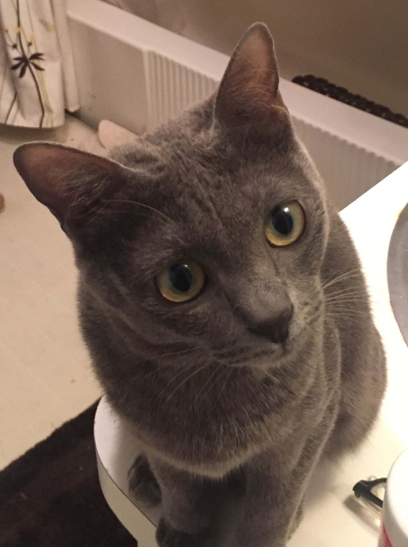 Korat, gray cat, yellow eyes, HD Phone Wallpaper