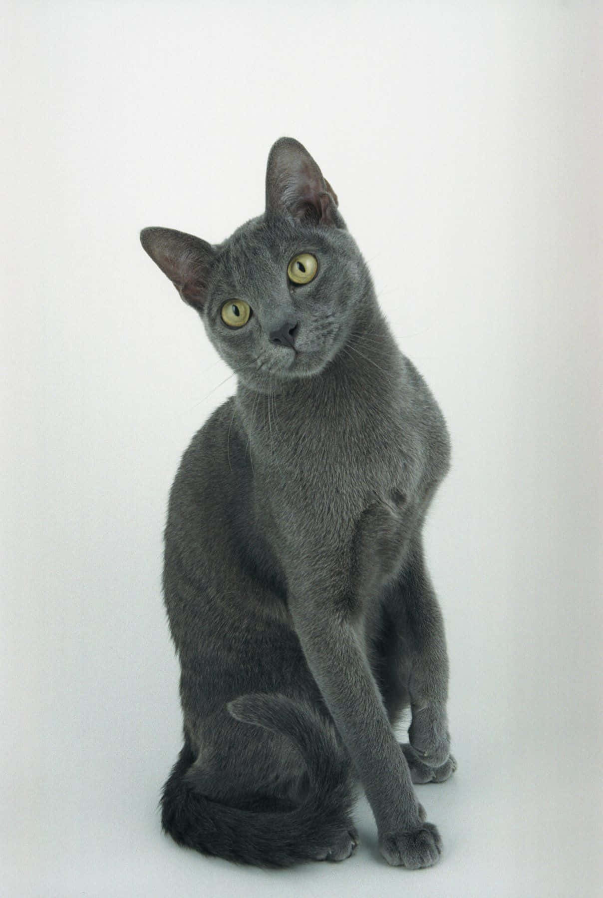 Korat, gray cat, yellow eyes, HD Phone Wallpaper