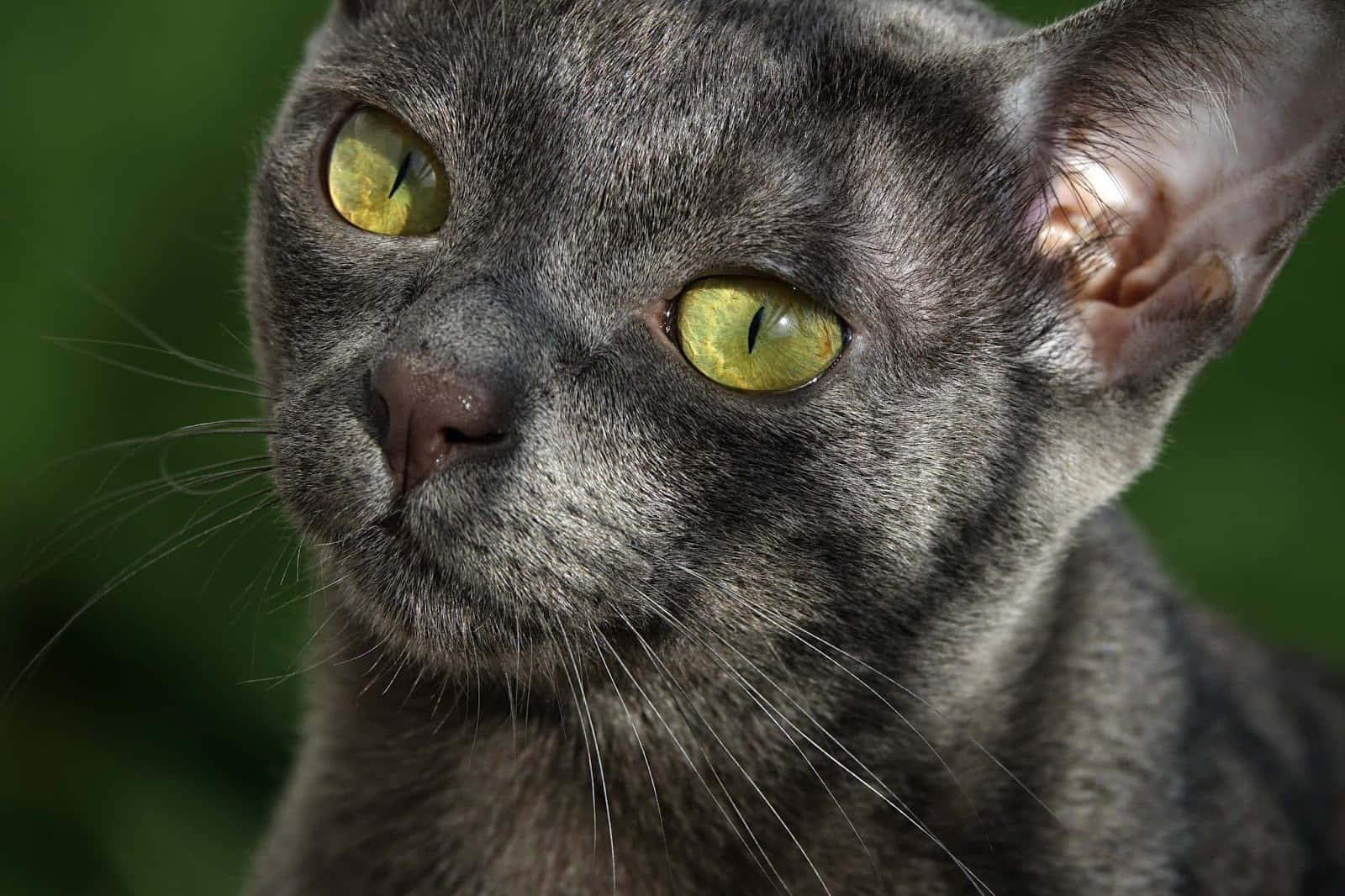 Korat, gray cat, vivid green eyes, HD Desktop Wallpaper