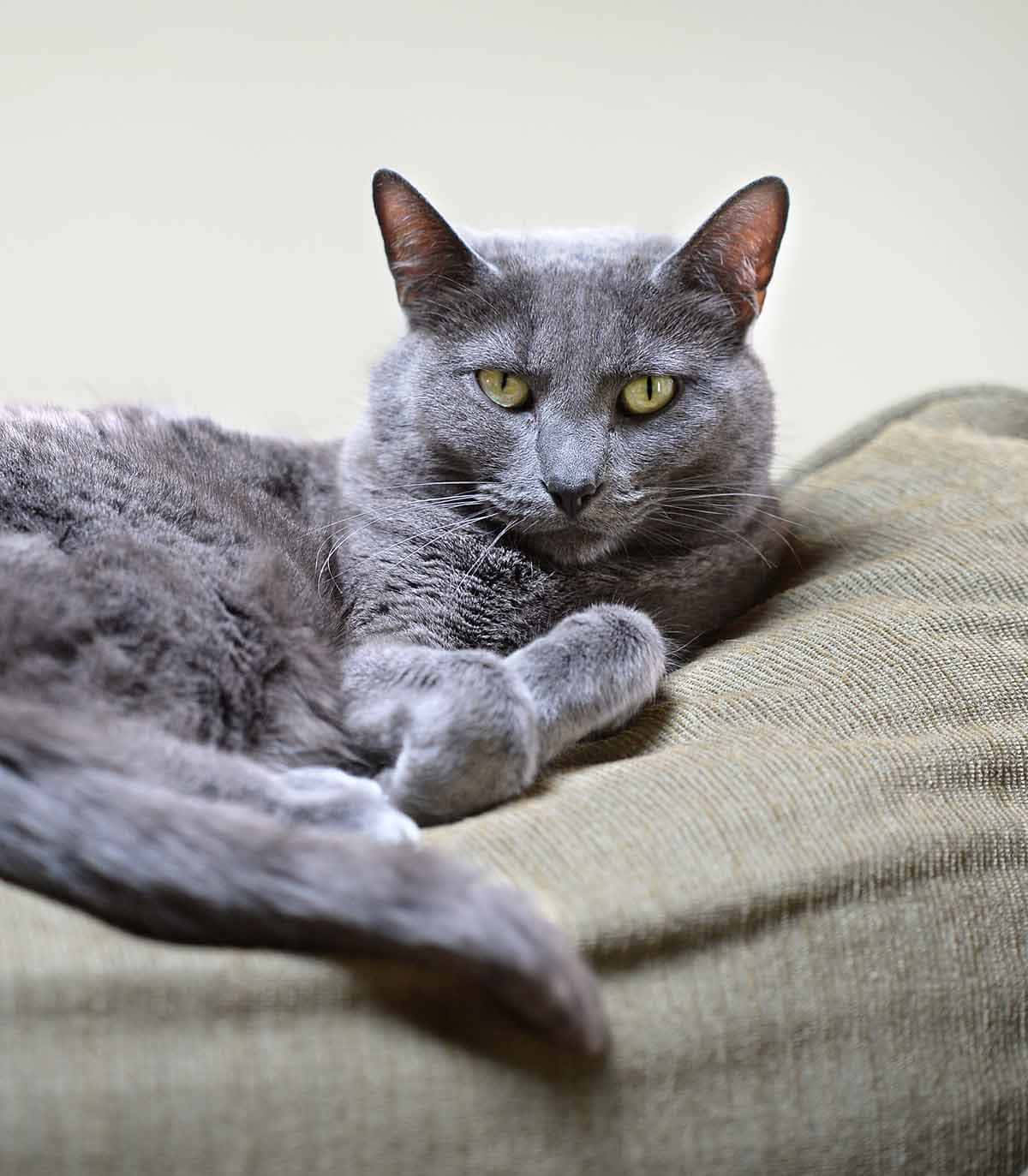 Korat, gray cat, yellow eyes, HD Phone Wallpaper