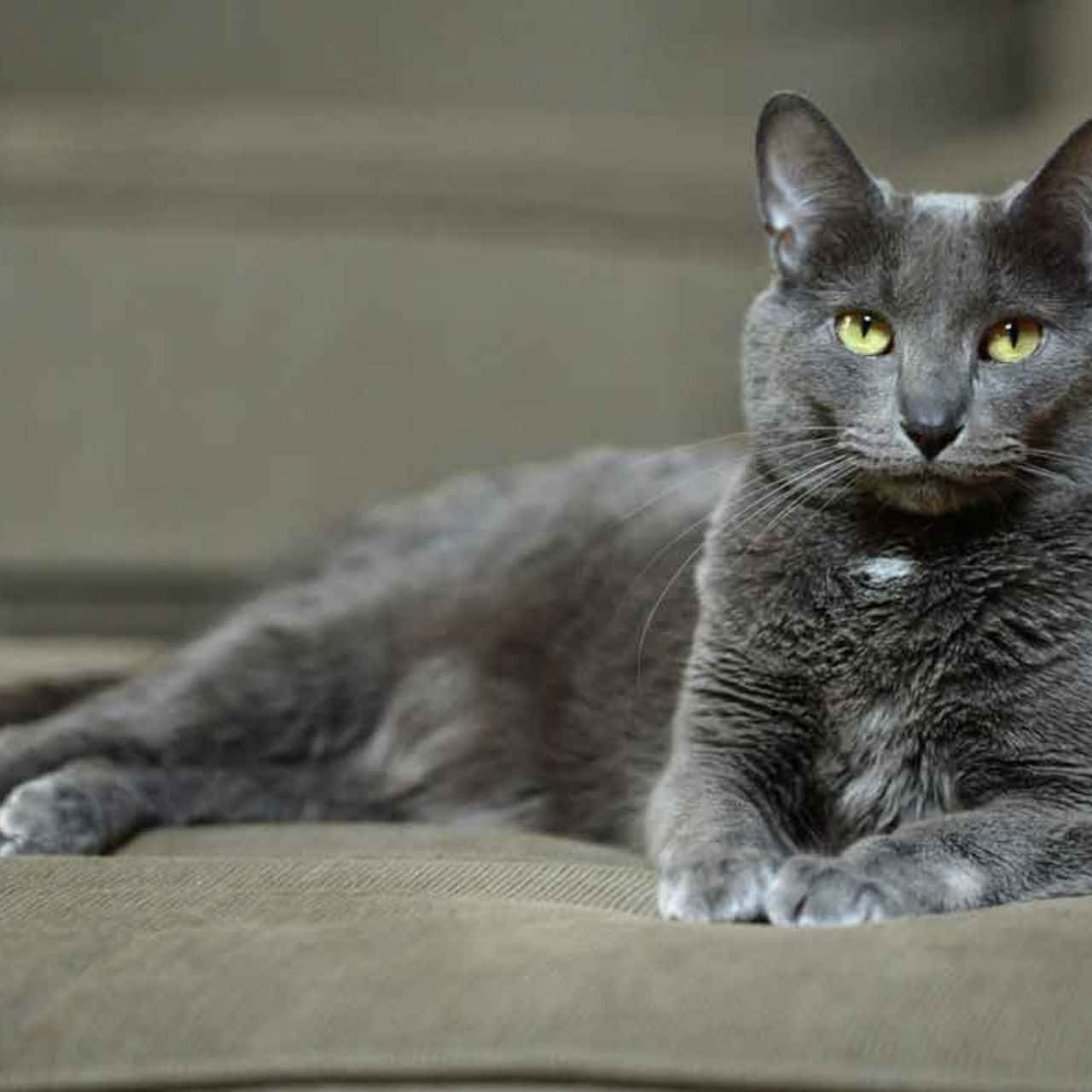Korat, gray cat, yellow eyes, HD Desktop Wallpaper