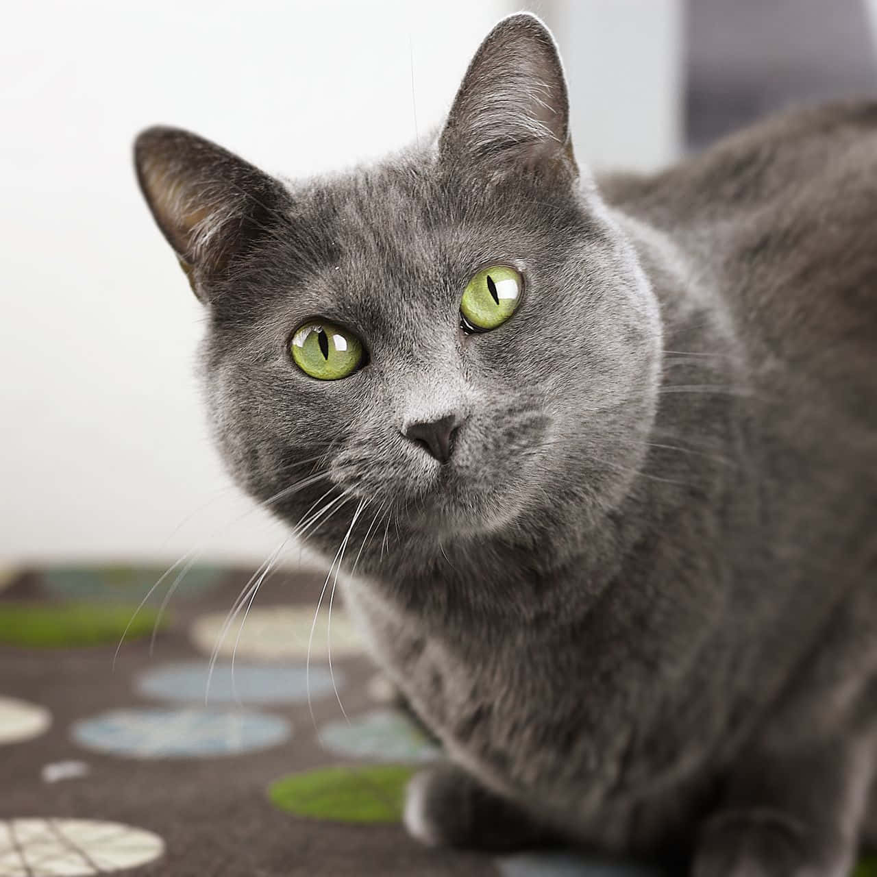 Korat, gray cat, vivid green eyes, HD Desktop Wallpaper
