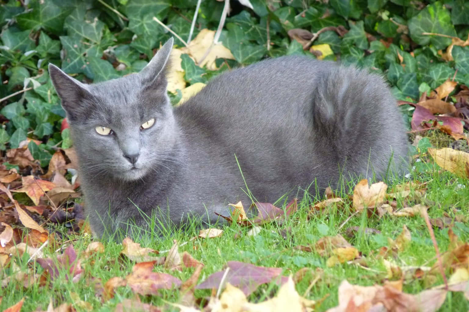 Korat, gray cat, bright yellow eyes, HD Desktop Wallpaper