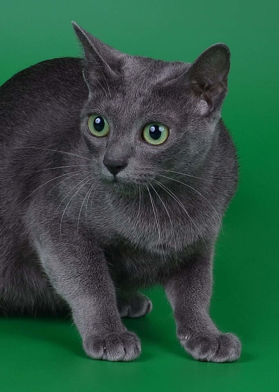 Korat, gray cat, green eyes, HD Phone Wallpaper
