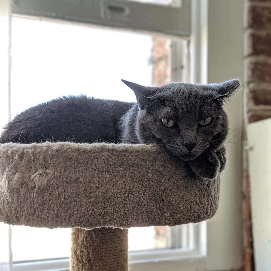 Korat, gray cat, beige cat tree, SD Desktop Wallpaper