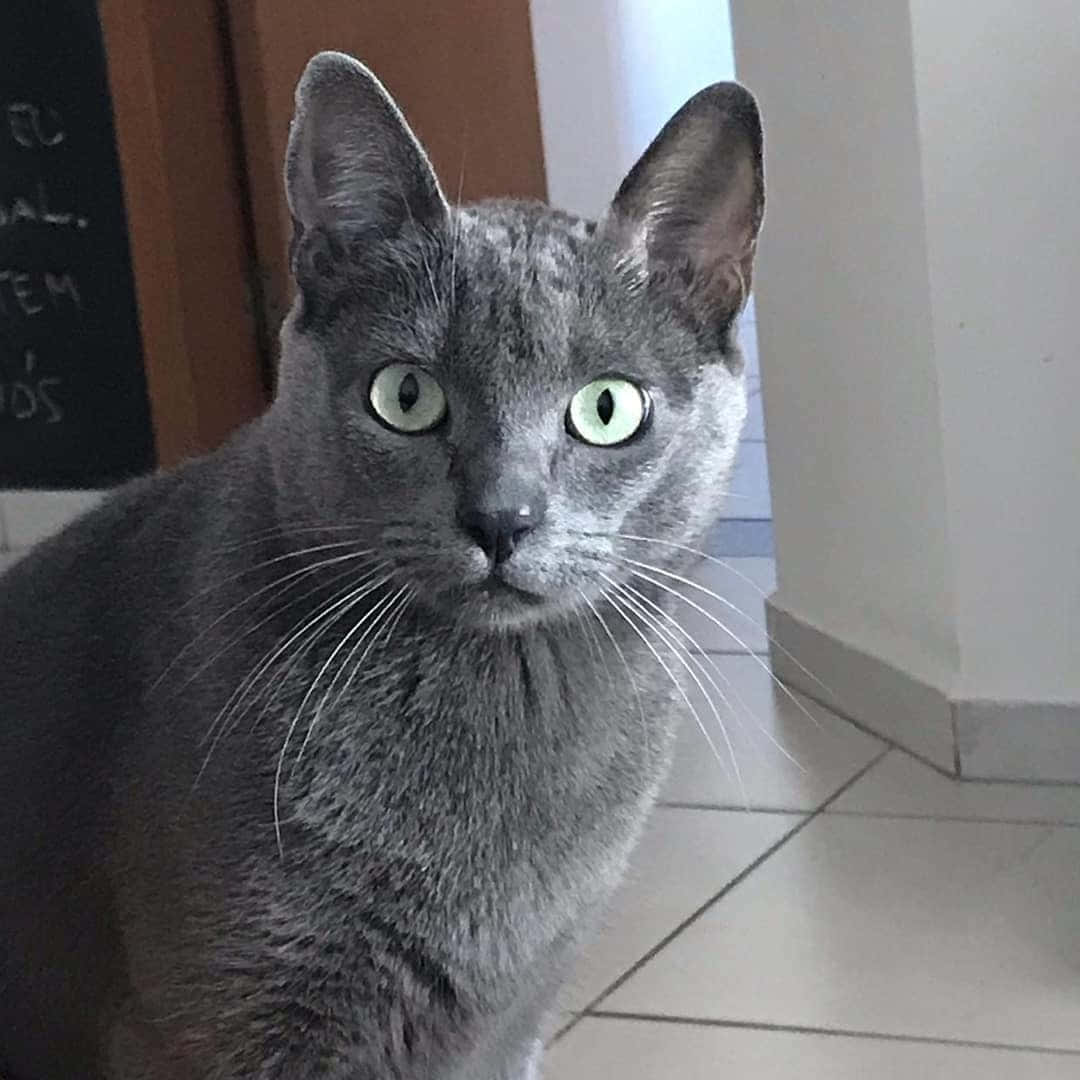 Korat, gray cat, green eyes, SD Desktop Wallpaper