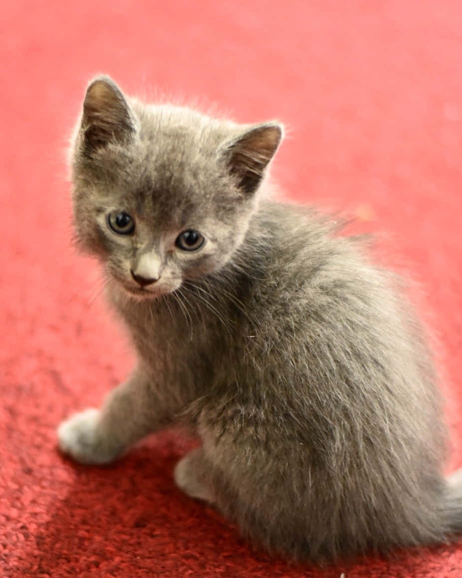 Korat, fluffy gray kitten, bright blue eyes, SD Phone Wallpaper