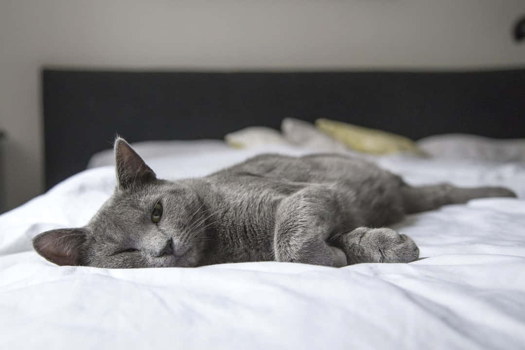 Korat, gray cat, wooden surface, SD Desktop Wallpaper