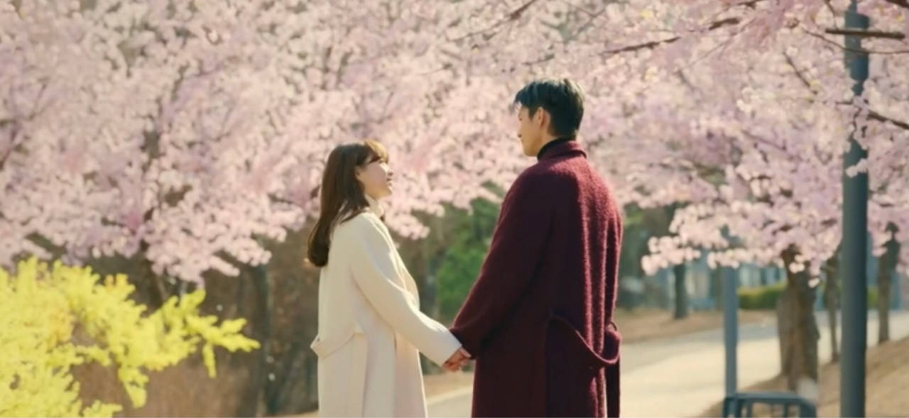 Korean Drama, cherry blossom trees, pink cherry blossoms, HD Desktop Wallpaper