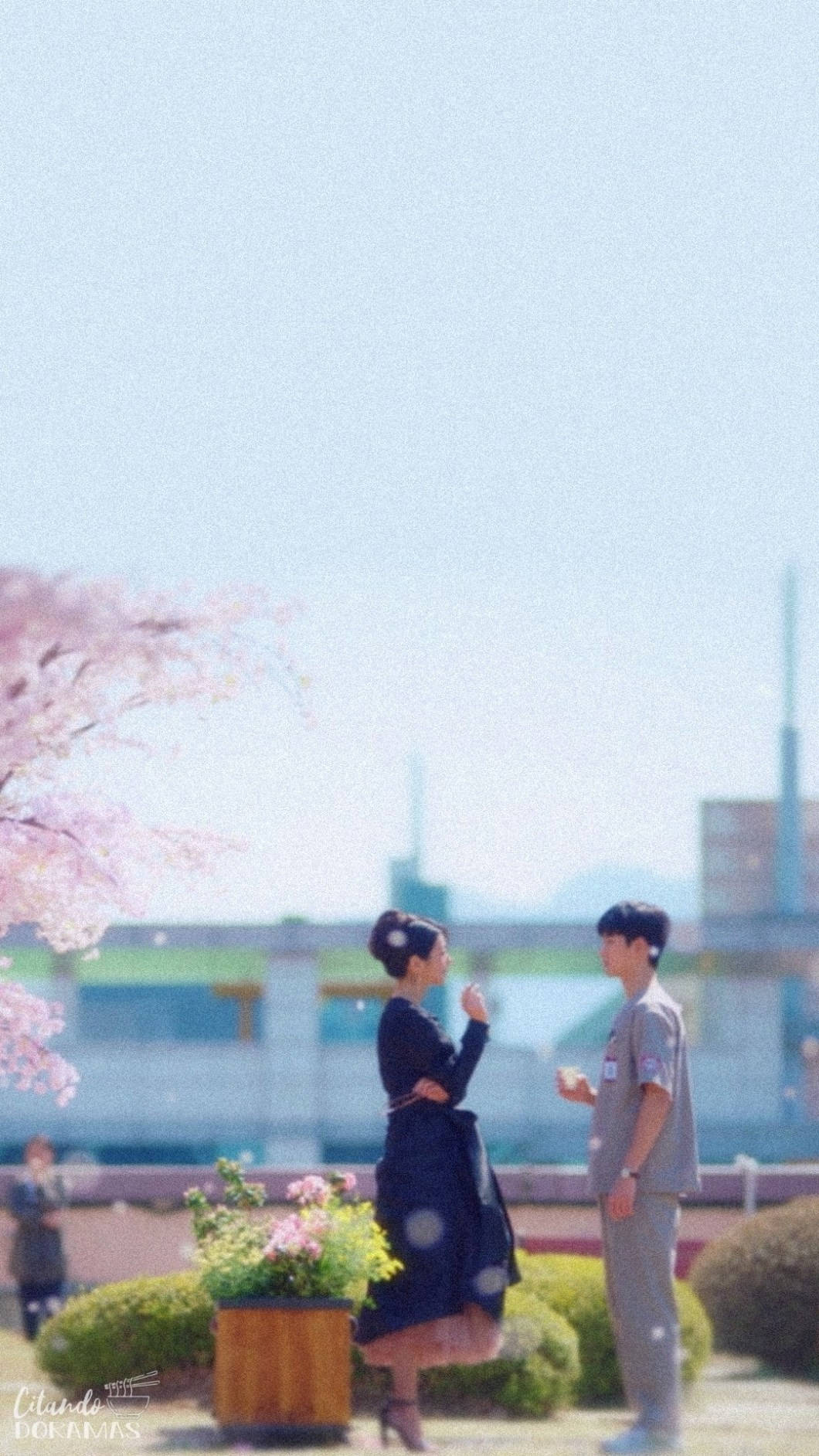 cherry blossom tree, sunlit park, soft pastel tones, HD Phone Wallpaper