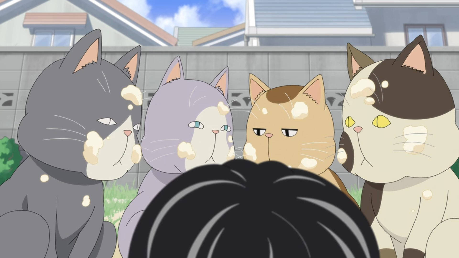 Kotaro Lives Alone, neighborhood cats, suburban yard, Full HD Desktop Wallpaper