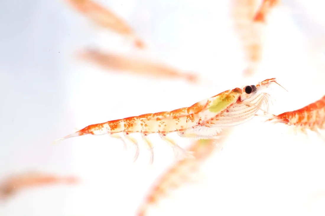 Krill