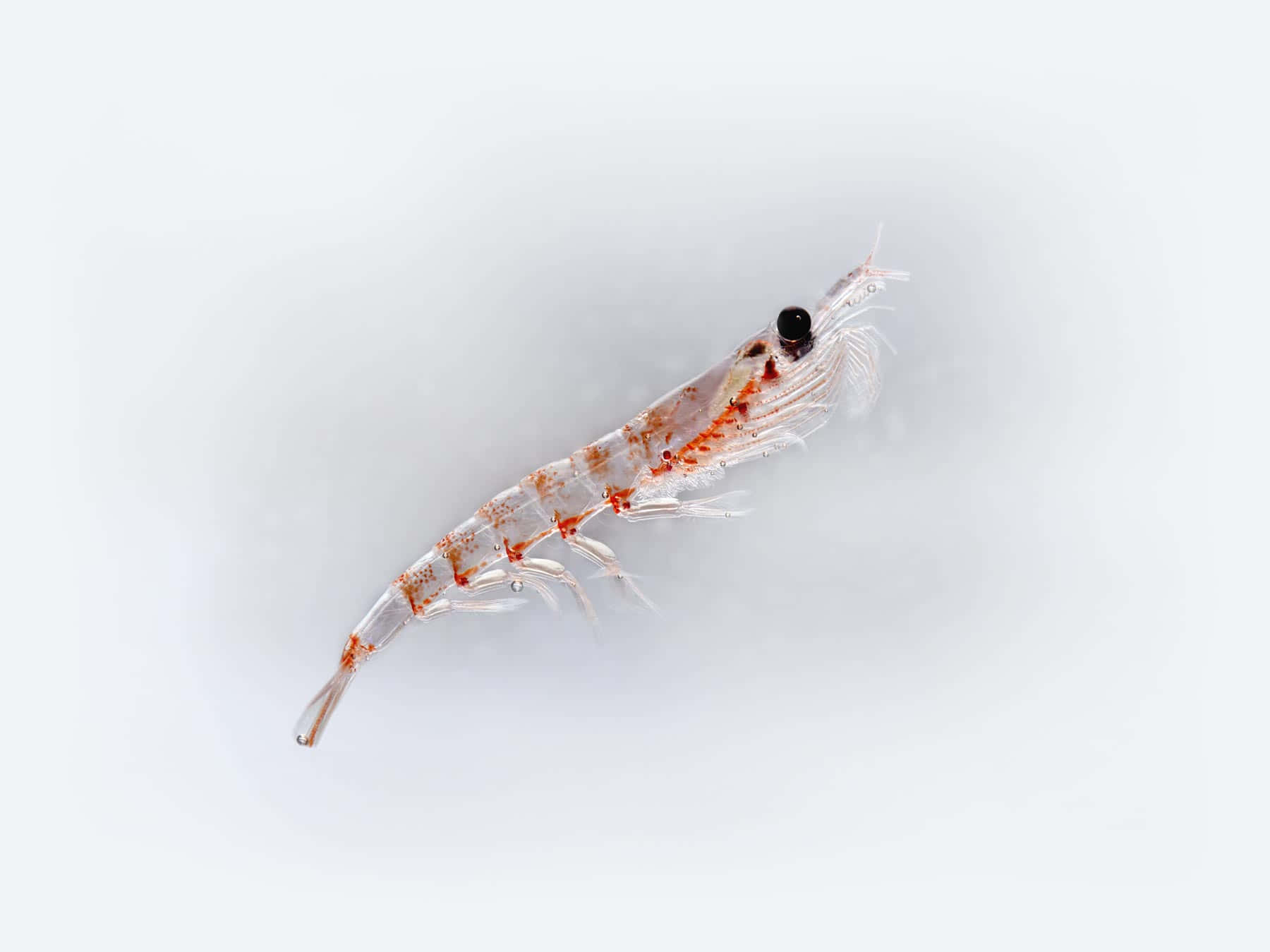 krill, deep blue sea, translucent shrimp, HD Desktop Wallpaper
