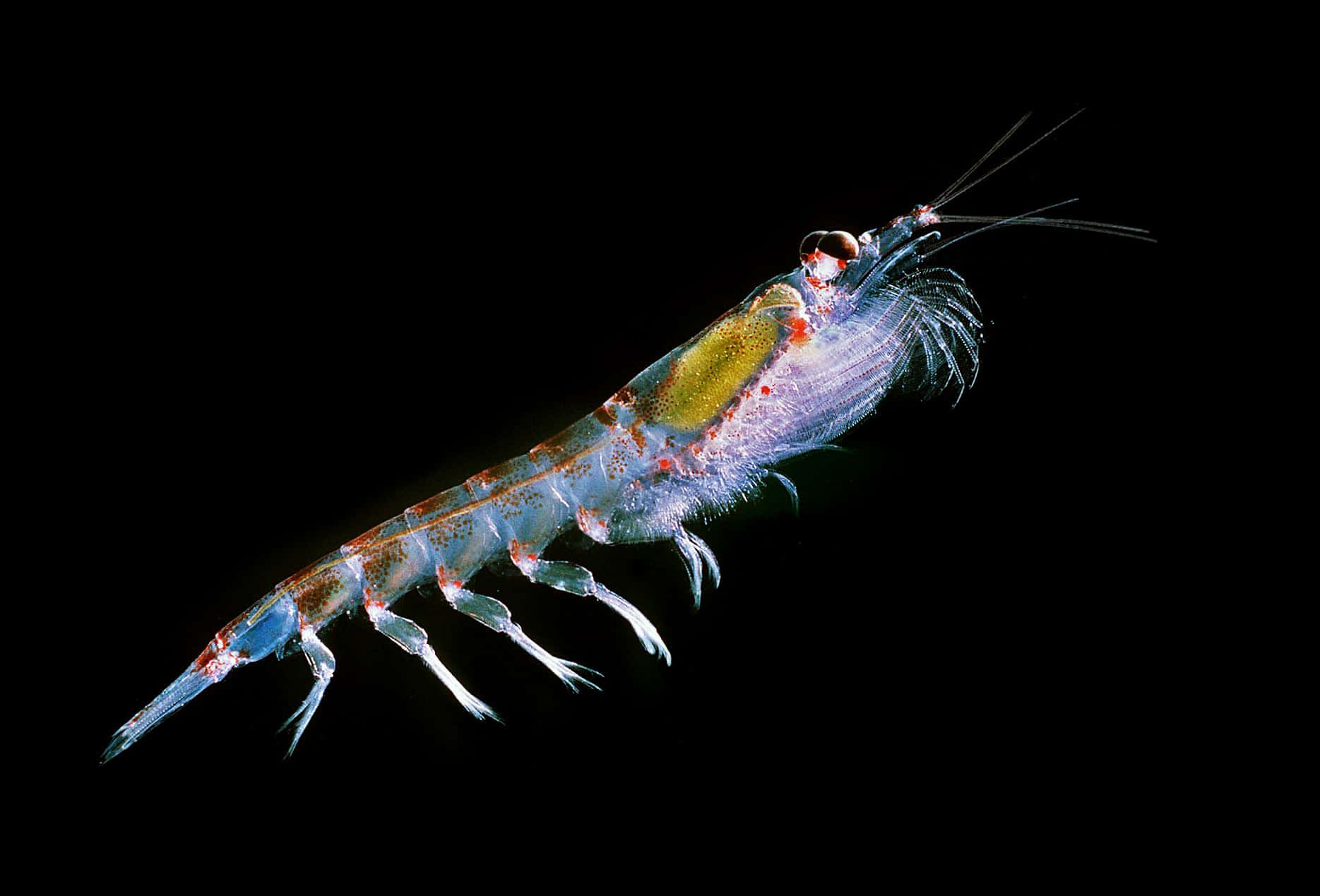 krill, translucent shrimp, glowing internal organs, HD Desktop Wallpaper