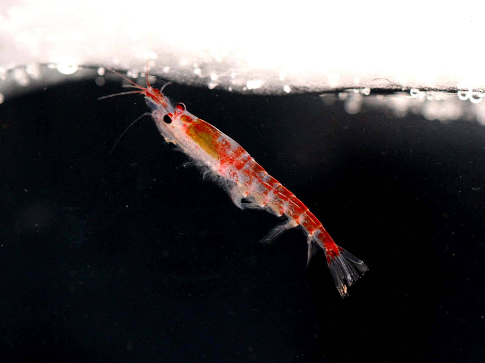 Krill, translucent red shrimp, water's surface, HD Desktop Wallpaper