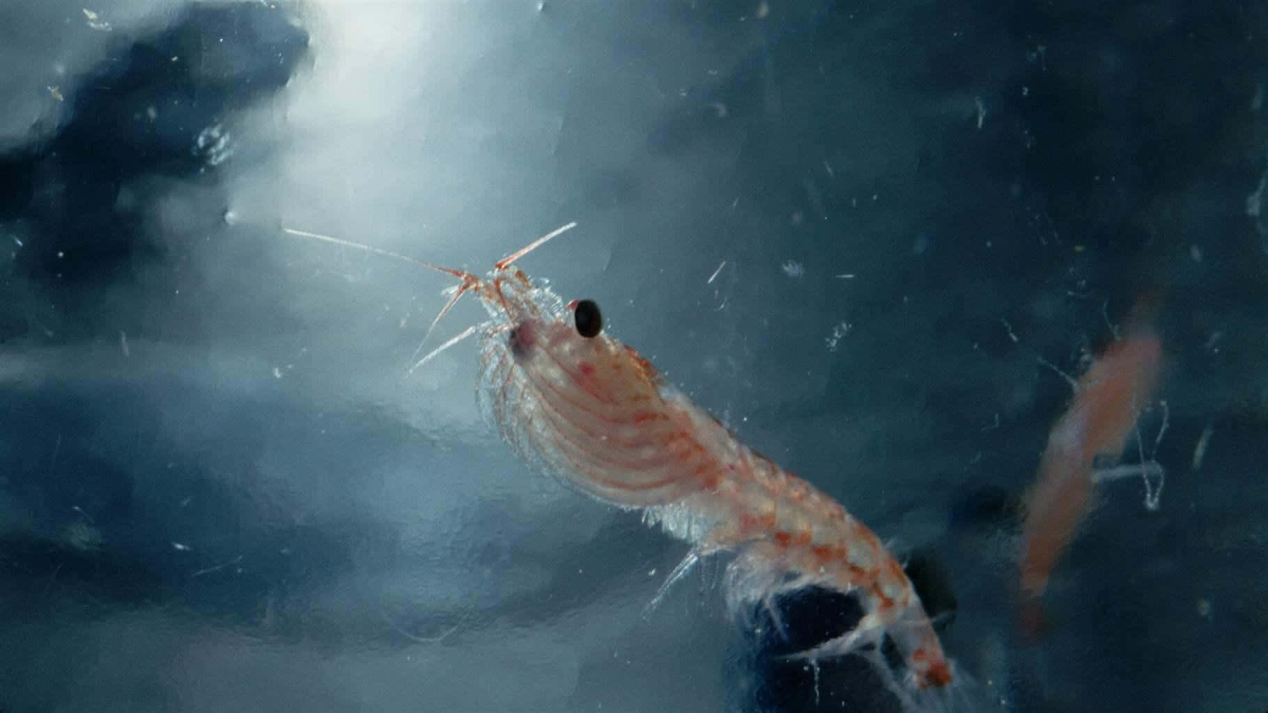 krill, deep ocean, translucent shrimp, HD Desktop Wallpaper