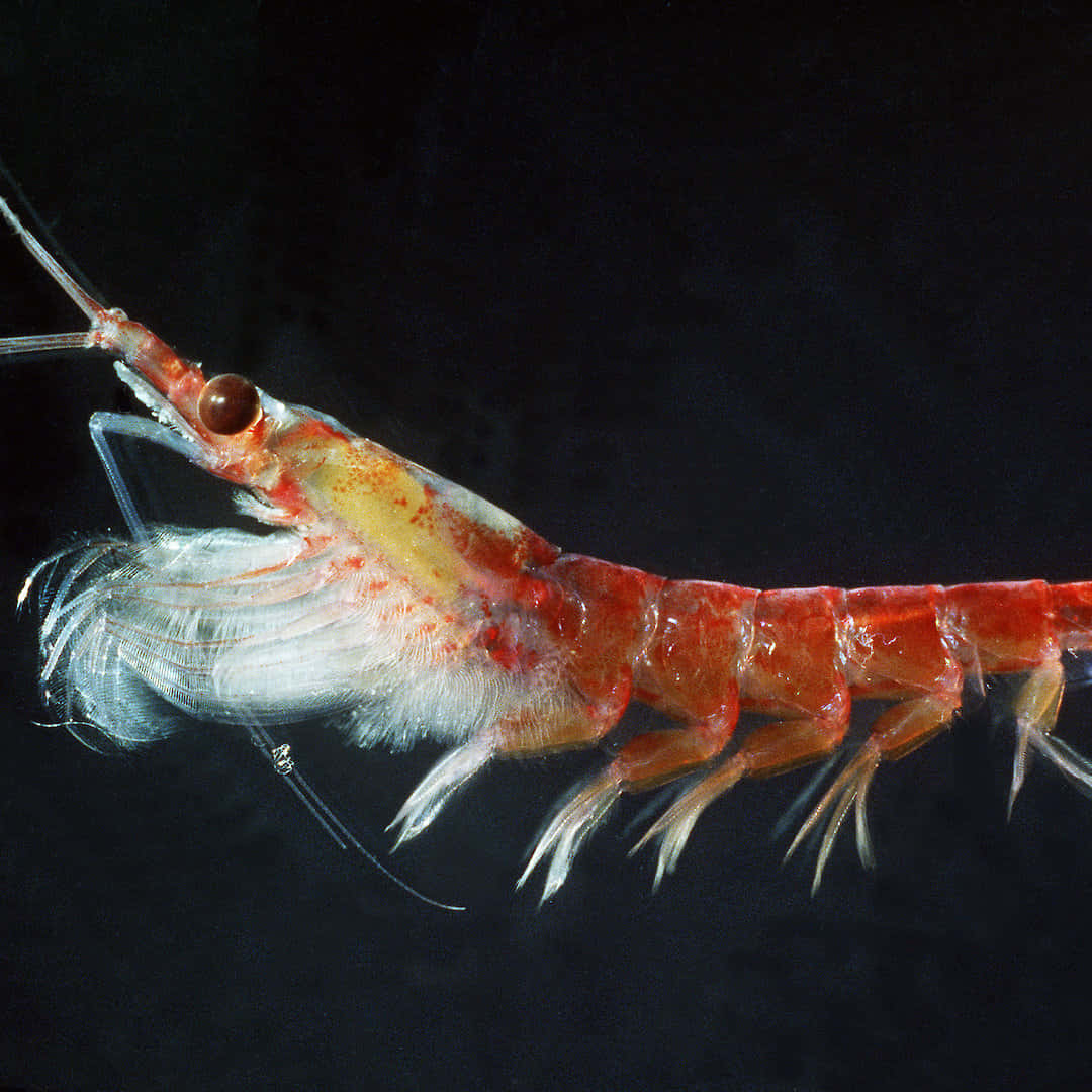 Krill, translucent red shrimp, feathery white appendages, SD Desktop Wallpaper